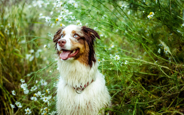 Картинка животные собаки язык взгляд австралийская овчарка собака природа ромашки кусты