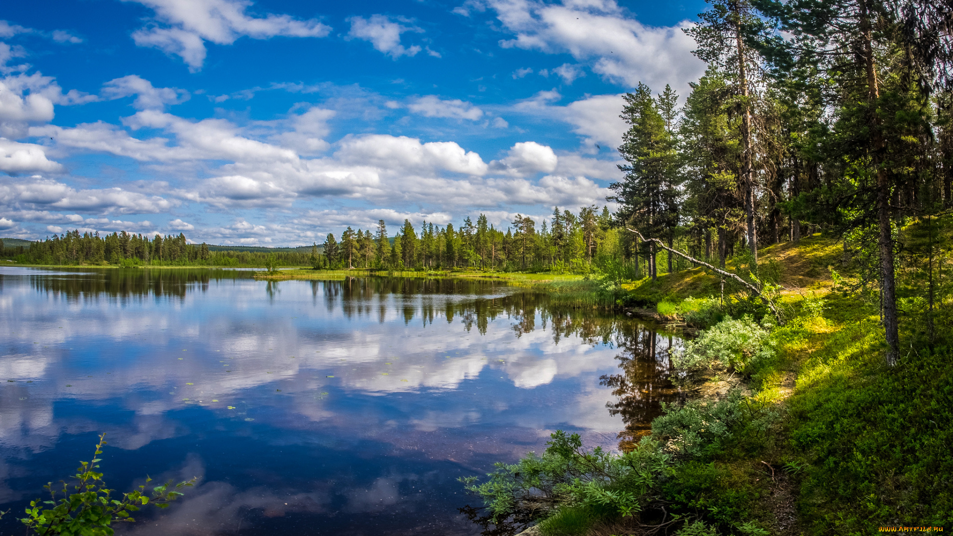 природа, реки, озера, река, лес