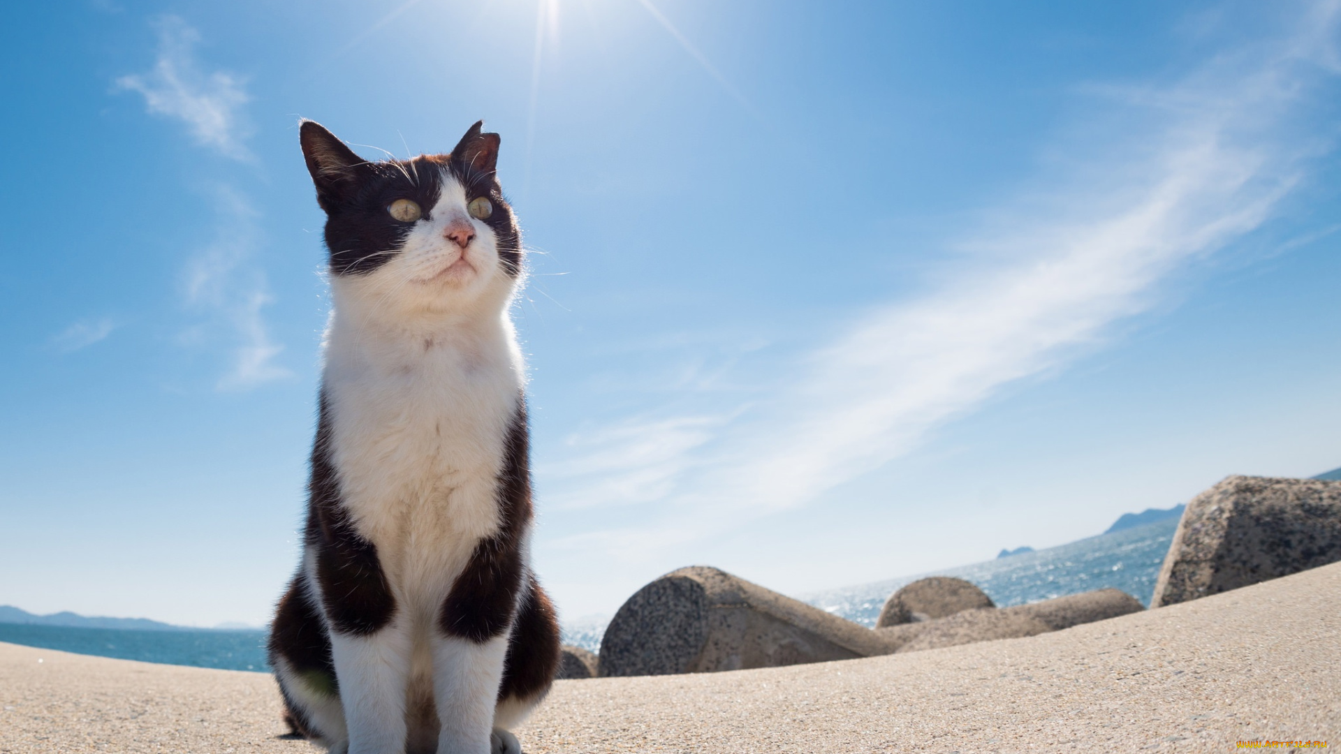 животные, коты, киса, солнечно, камни, море, взгляд, небо, солнце, фон, ушки, кошка, коте, кот