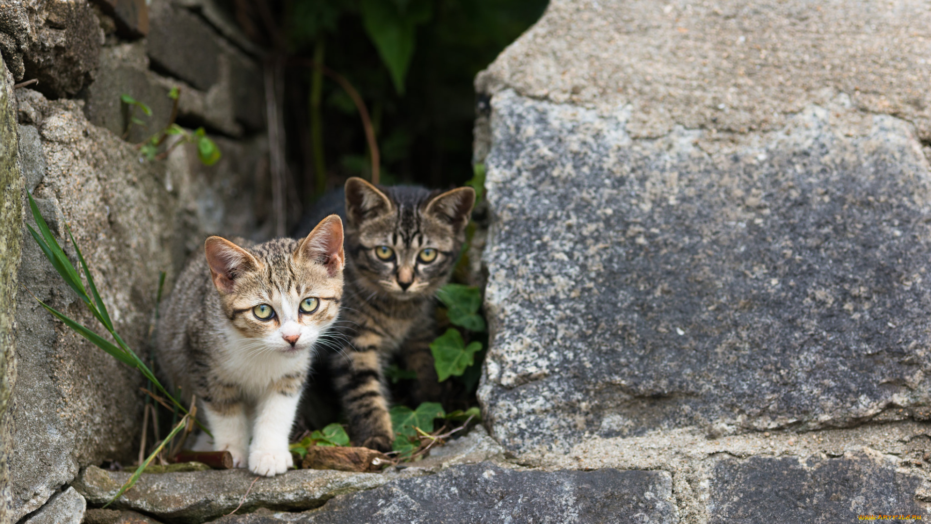 животные, коты, котята, камни