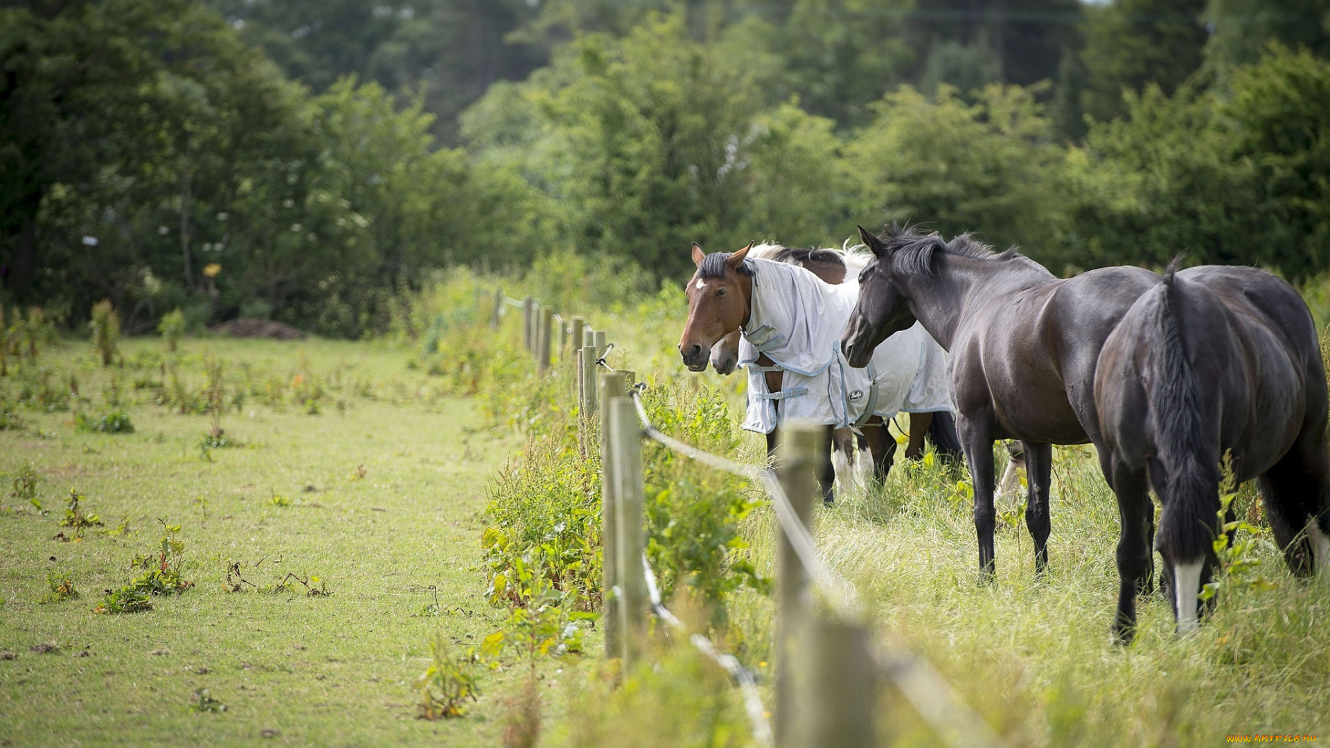 животные, лошади, лето, загон, ограда, попона, кони