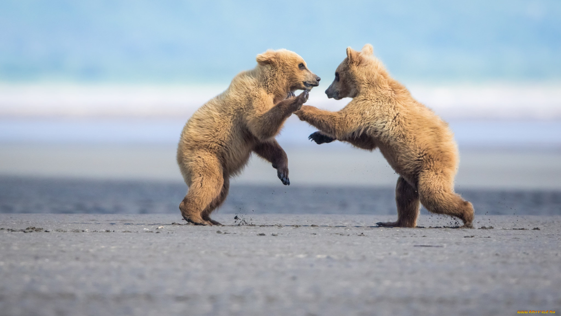 животные, медведи, игра, борьба, драка, парочка, медвежата