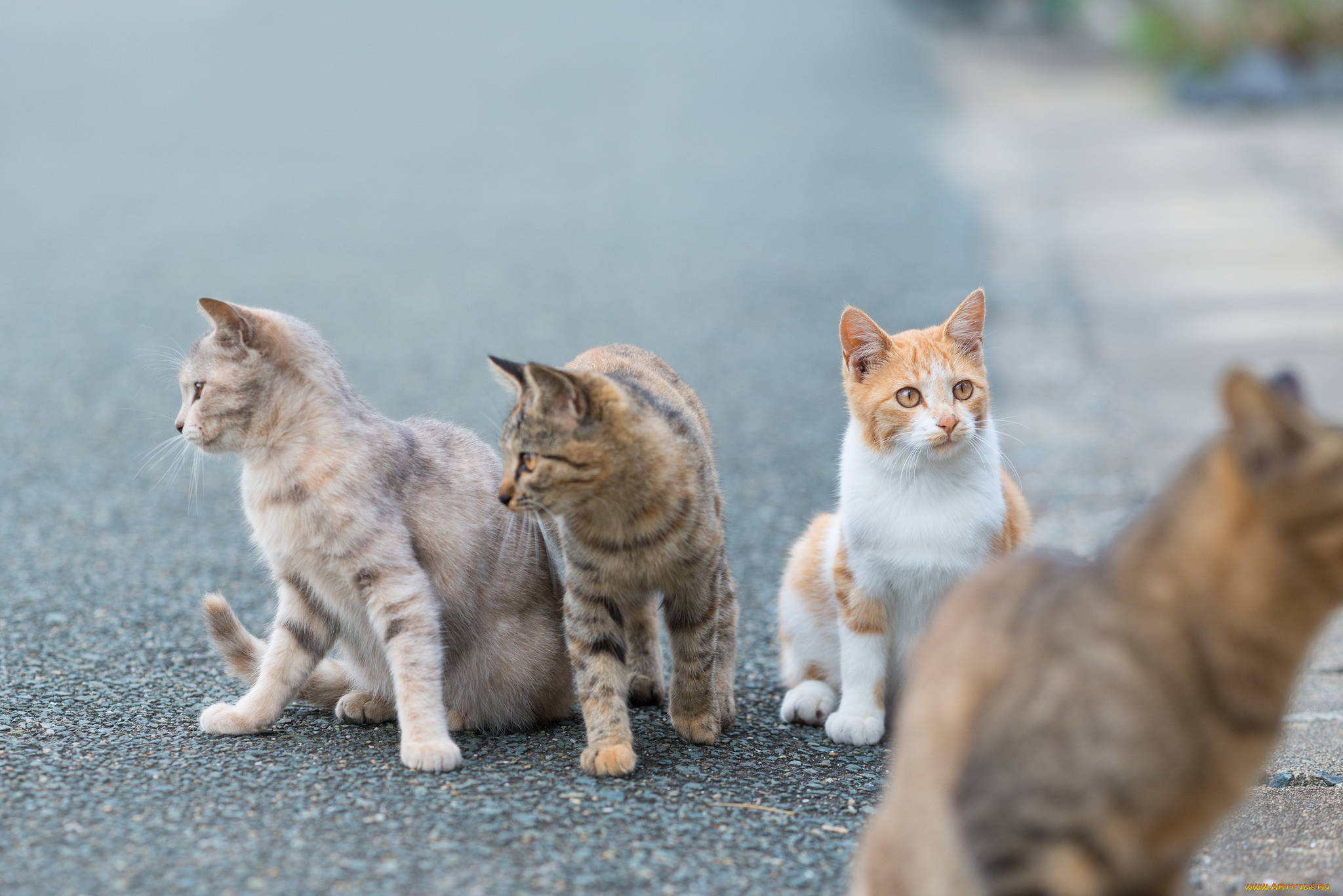 животные, коты, группа, кошки