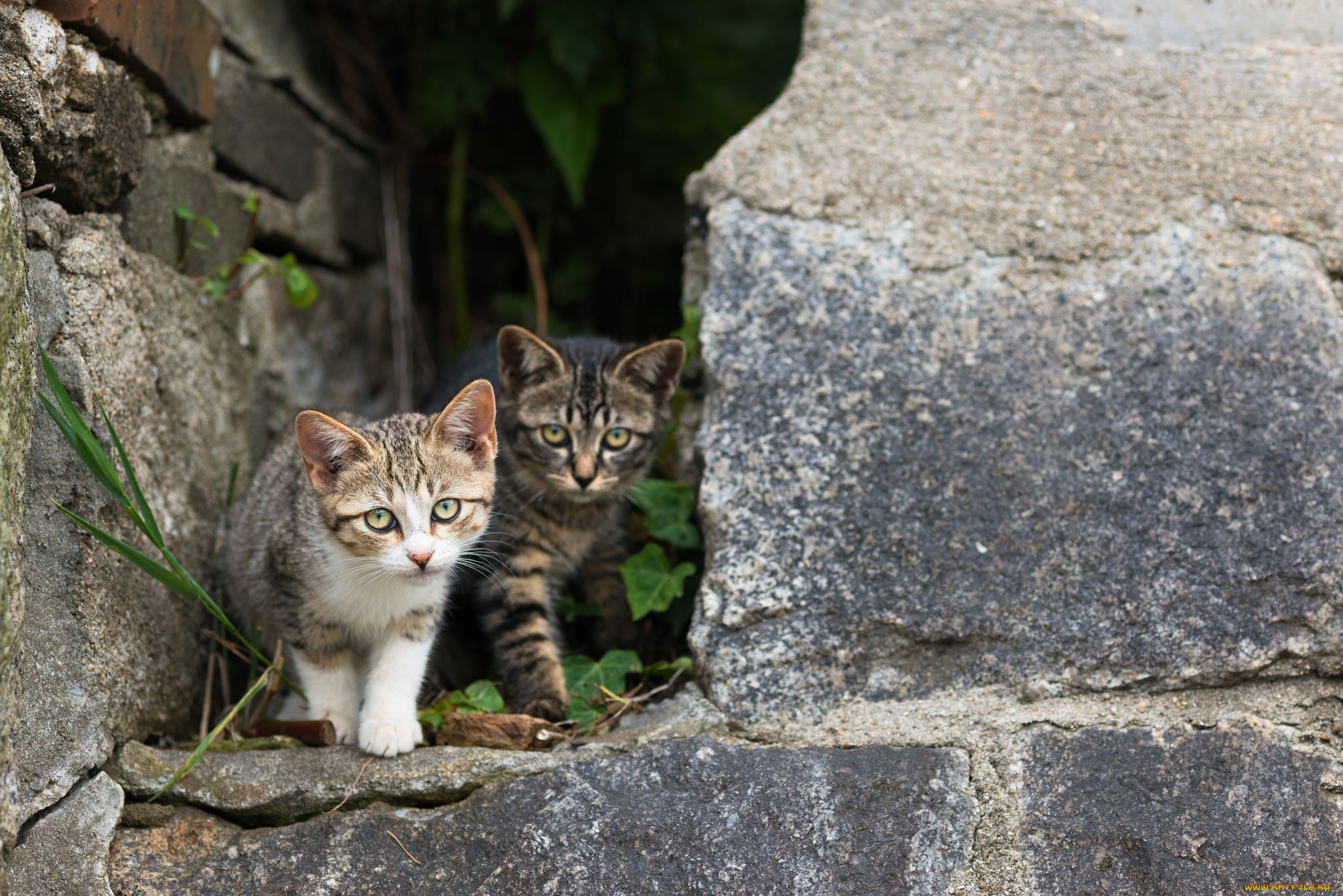 животные, коты, котята, камни