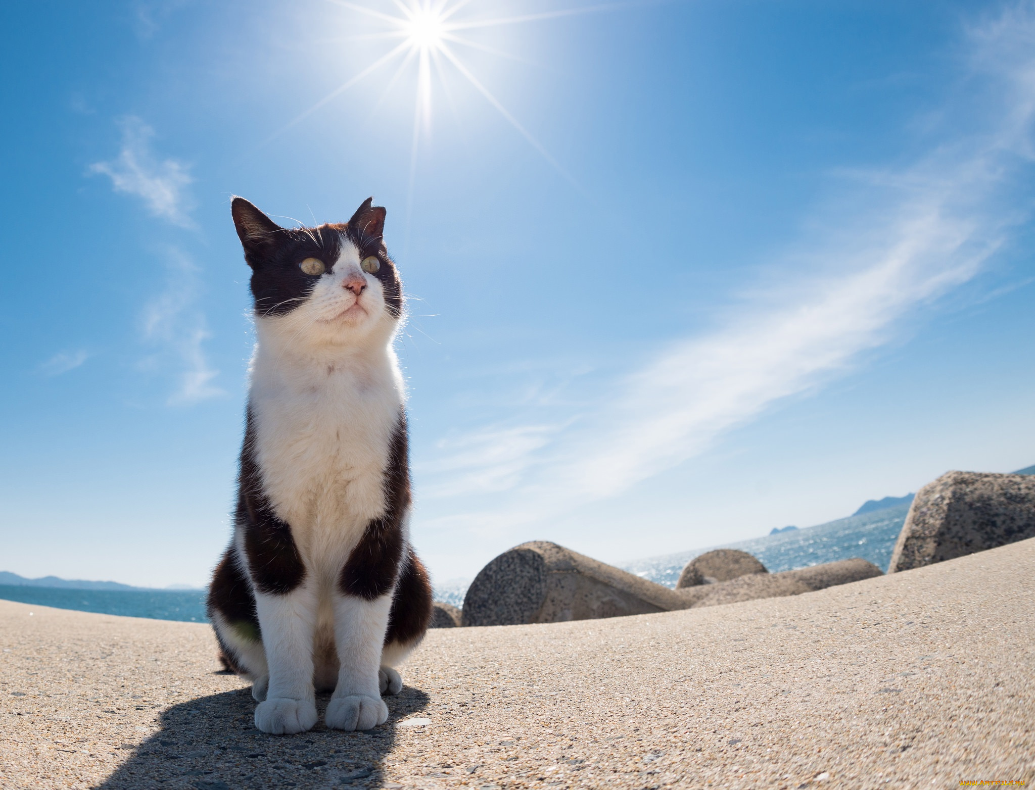 животные, коты, киса, солнечно, камни, море, взгляд, небо, солнце, фон, ушки, кошка, коте, кот