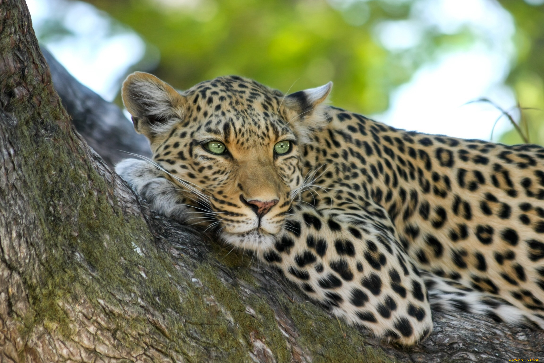 животные, леопарды, животное, хищник, леопард, природа, дерево, ботсвана, африка