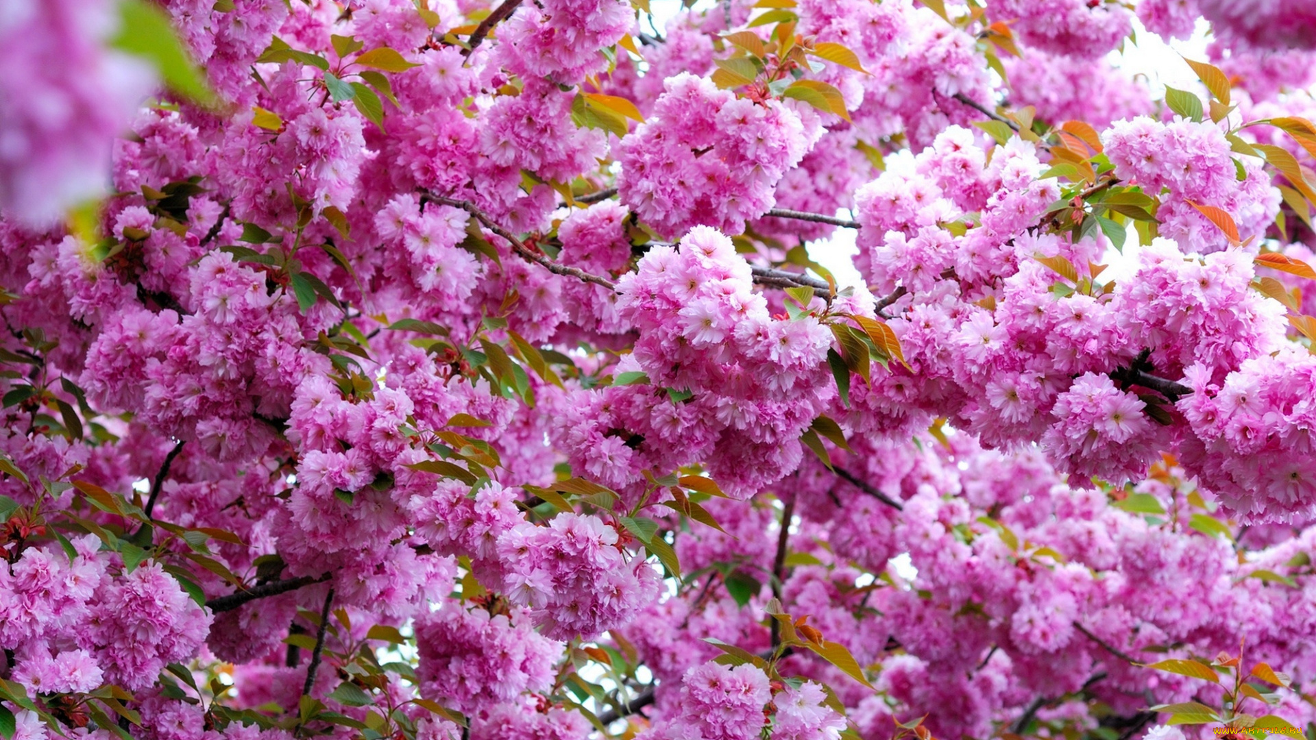 цветы, цветущие, деревья, , , кустарники, ветви, розовый, весна, цветение