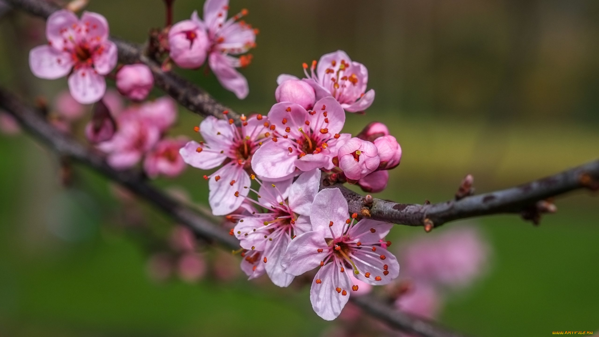 цветы, сакура, , вишня, фон, ветки, весна, вишня, цветение, природа