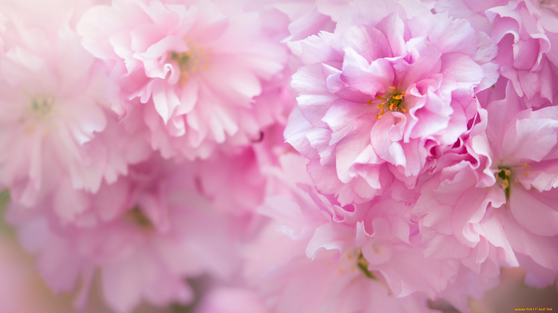 цветы, сакура, , вишня, розовый, макро, весна, цветение