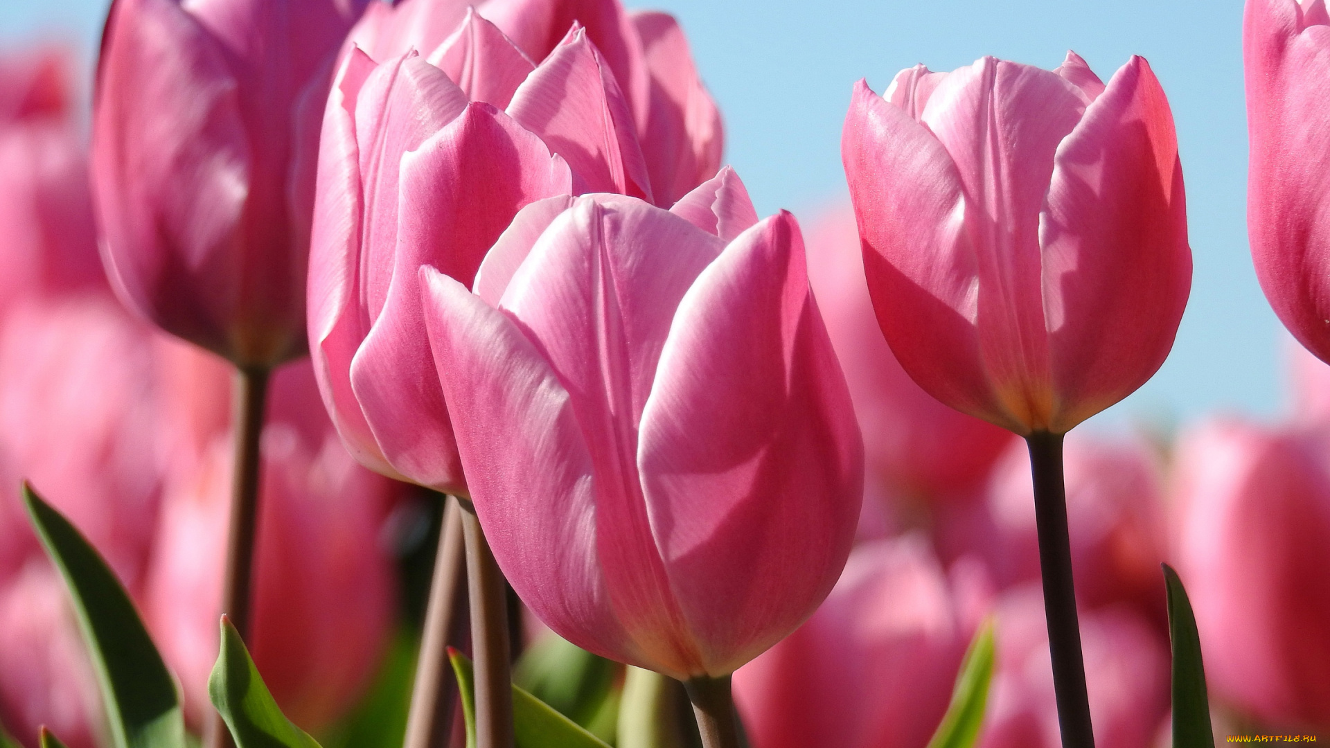цветы, тюльпаны, розовый, макро, бутоны, весна
