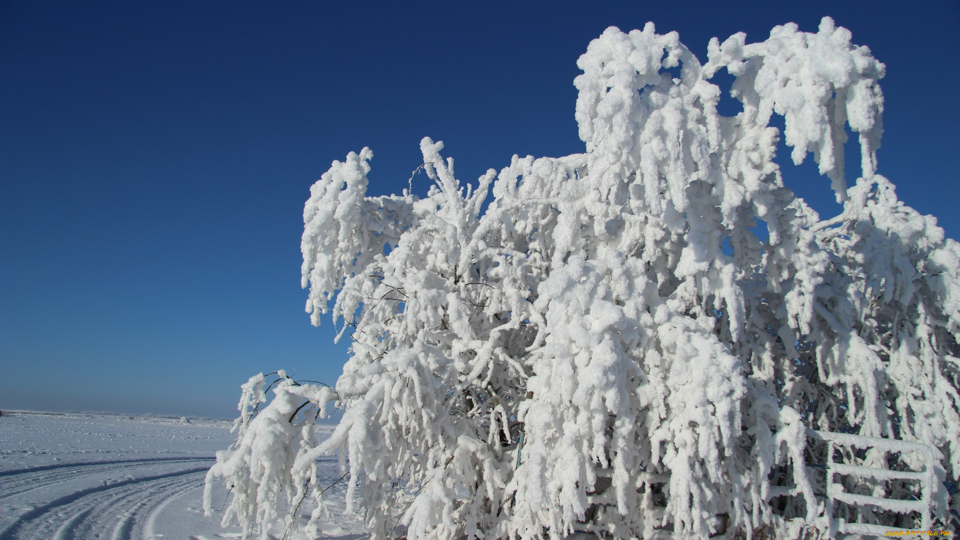 природа, зима, иней, дерево, снег