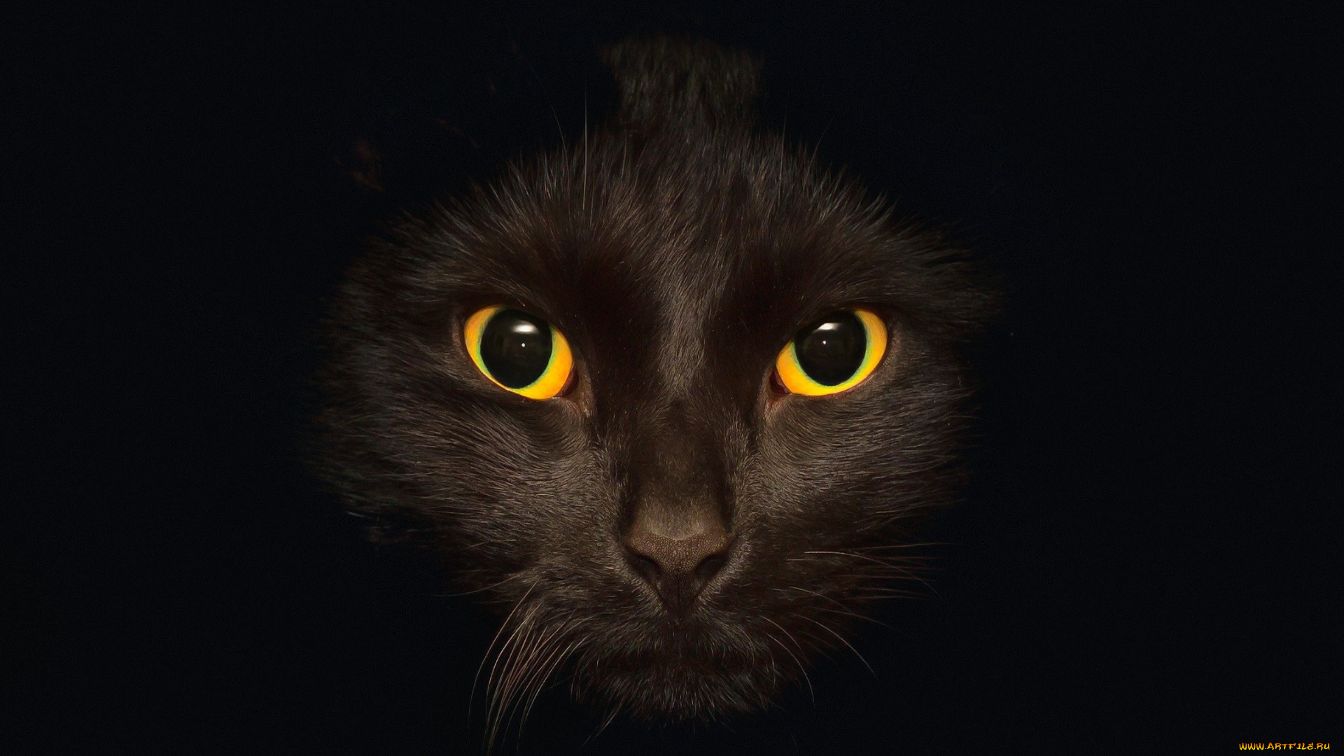 животные, коты, глаза, морда, черный, фон, профиль