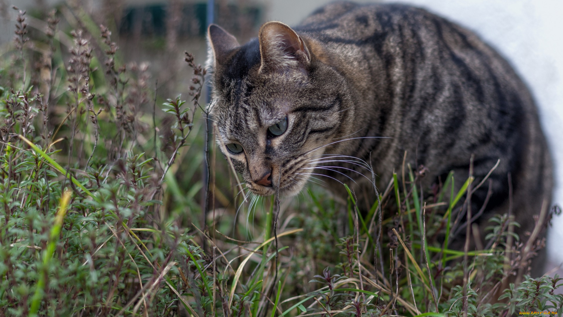 животные, коты, морда, улица, растения