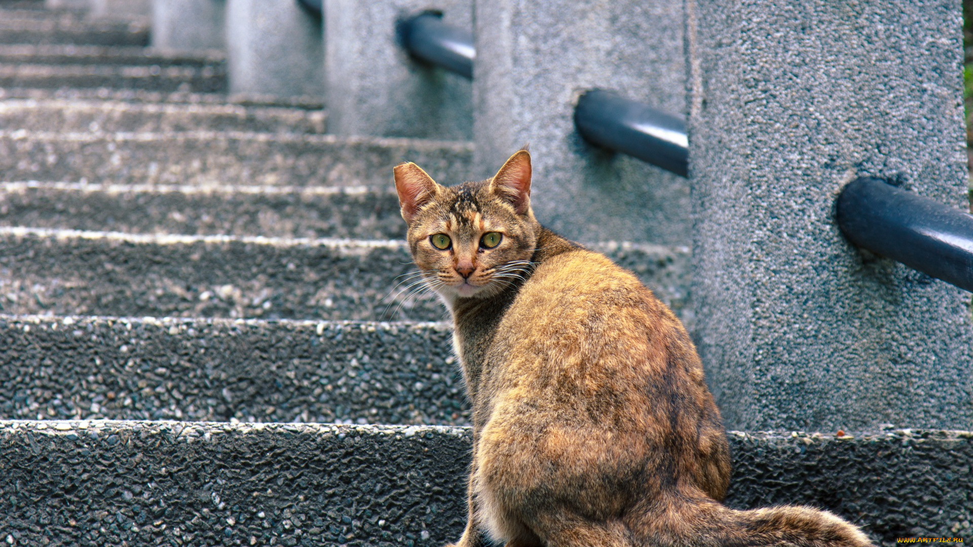 животные, коты, улица, ступени