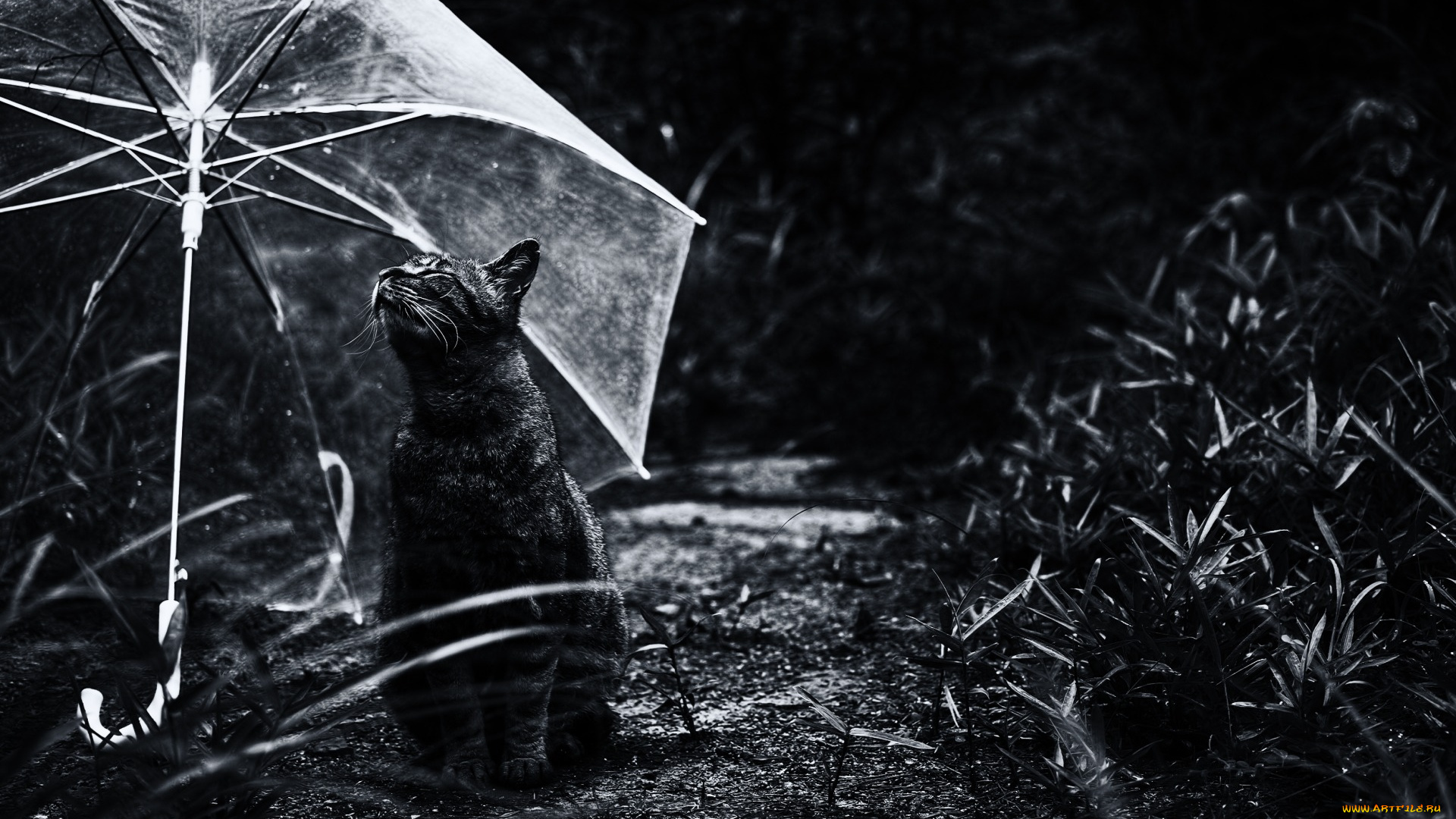 животные, коты, зонт, трава, черно-белое, фото
