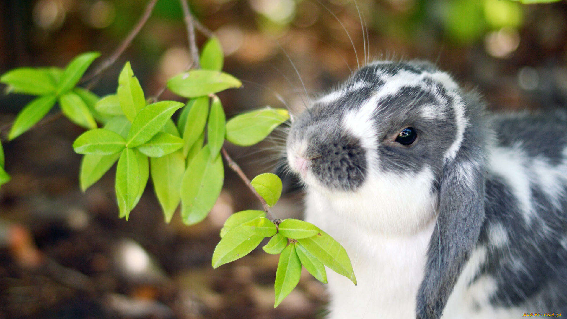 животные, кролики, , зайцы, листья, кролик, уши, нос, ветка