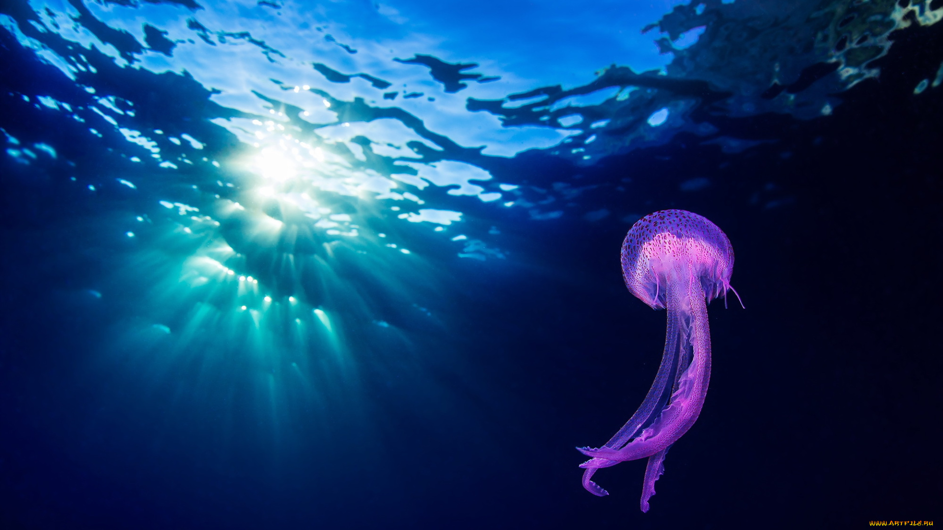 животные, медузы, природа, подводный, мир, океан, море
