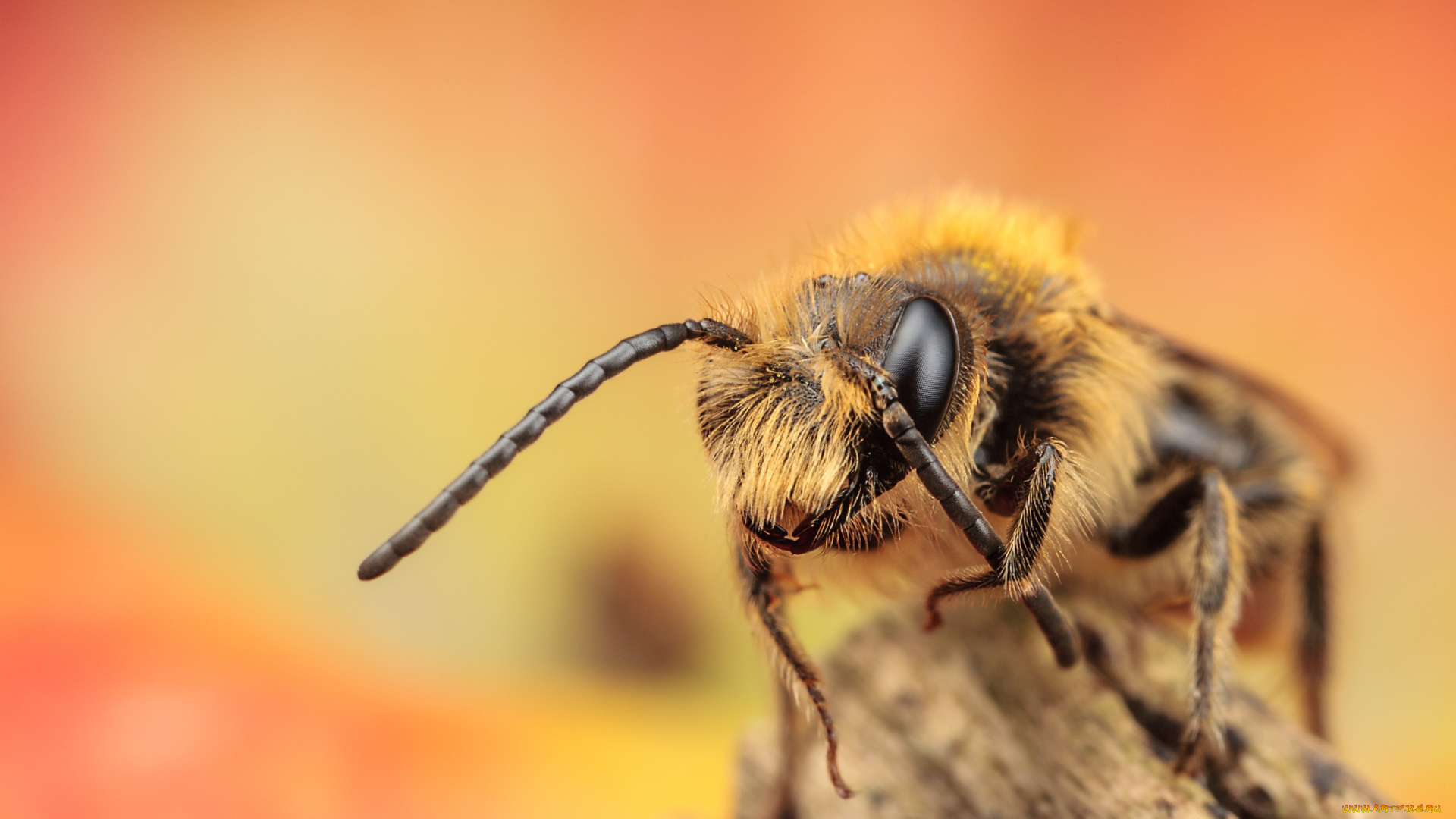 животные, пчелы, , осы, , шмели, макро, глаз, ноги, пчела, усики, насекомое