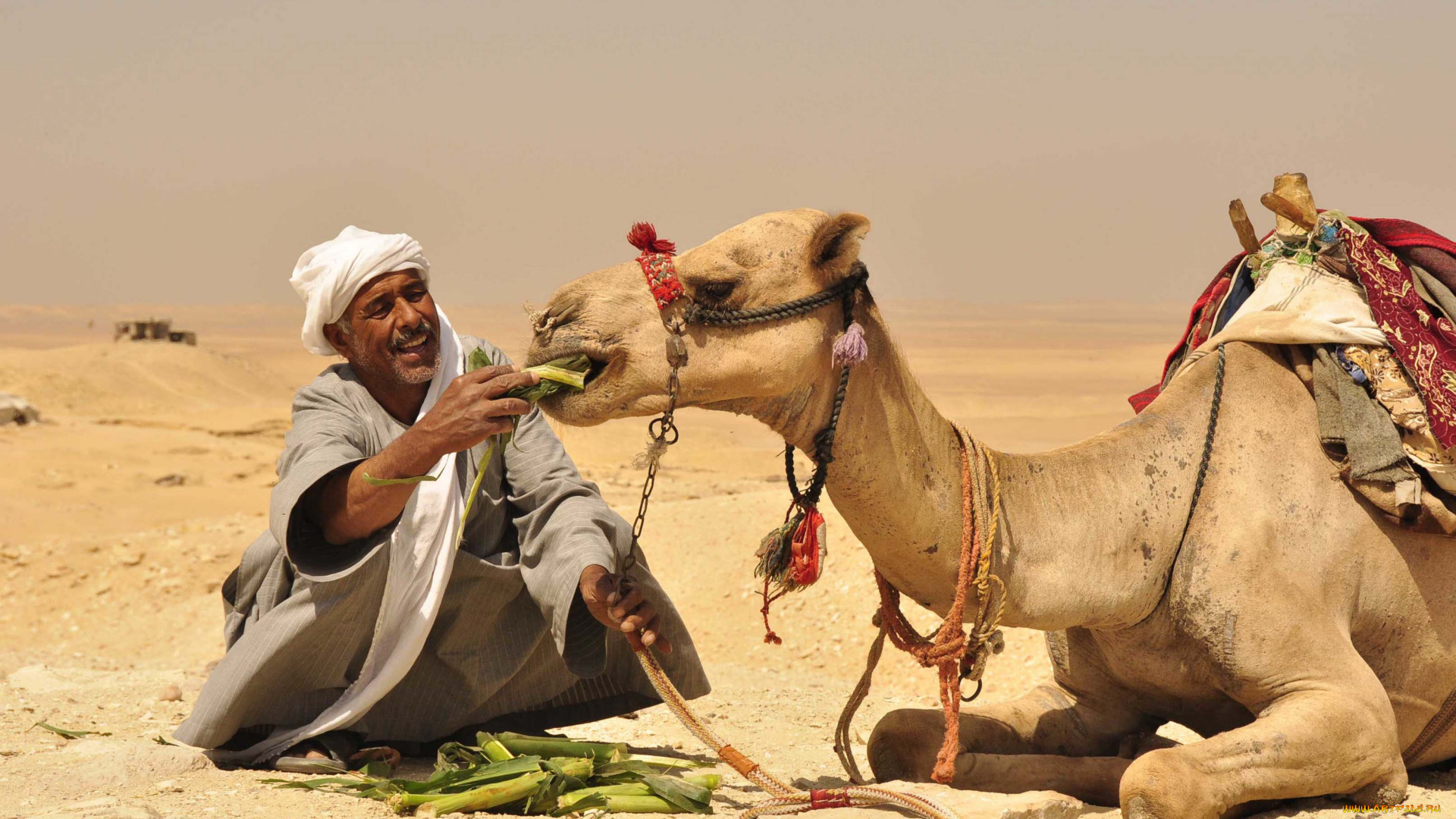 животные, верблюды, верблюд, еда, бедуин, пустыня