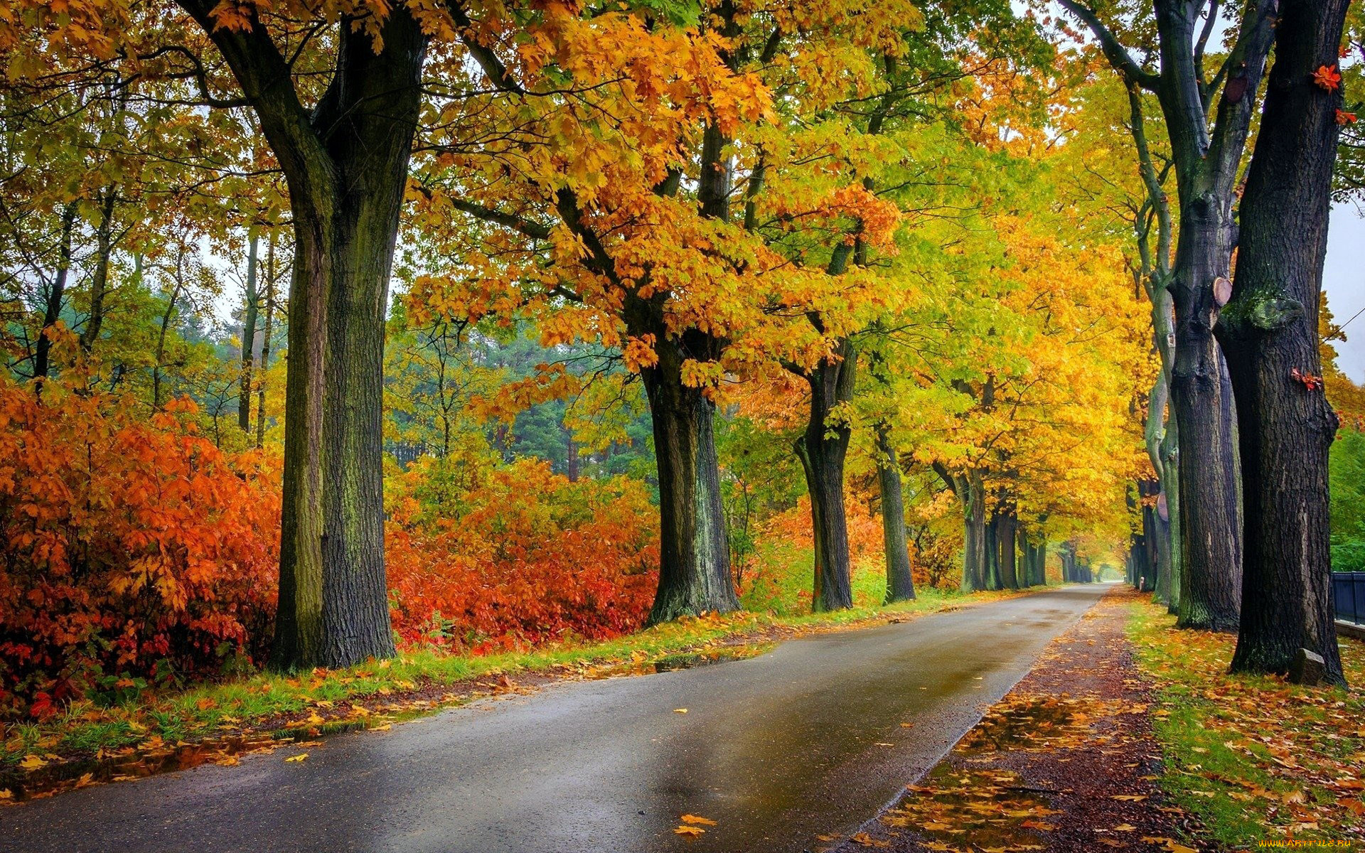 природа, дороги, осень, мокрая, дорога, деревья