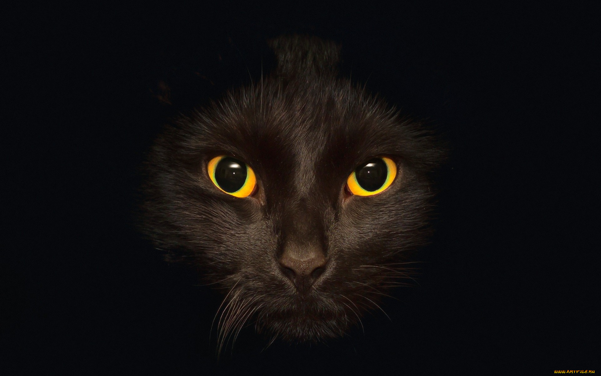 животные, коты, глаза, морда, черный, фон, профиль