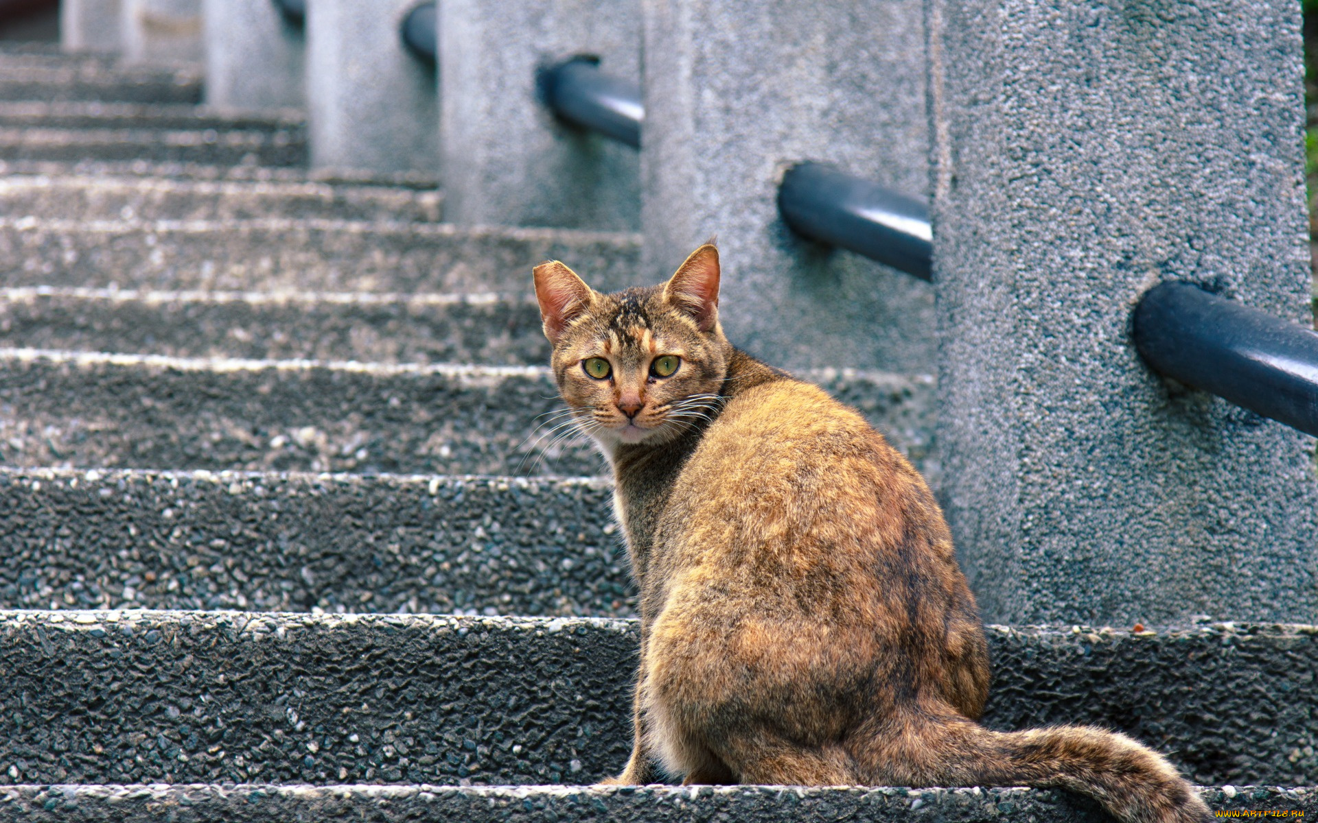 животные, коты, улица, ступени