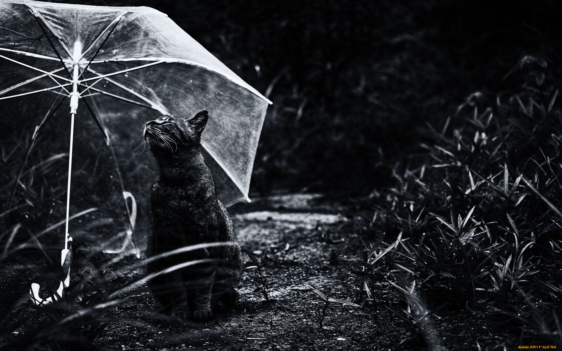 животные, коты, зонт, трава, черно-белое, фото