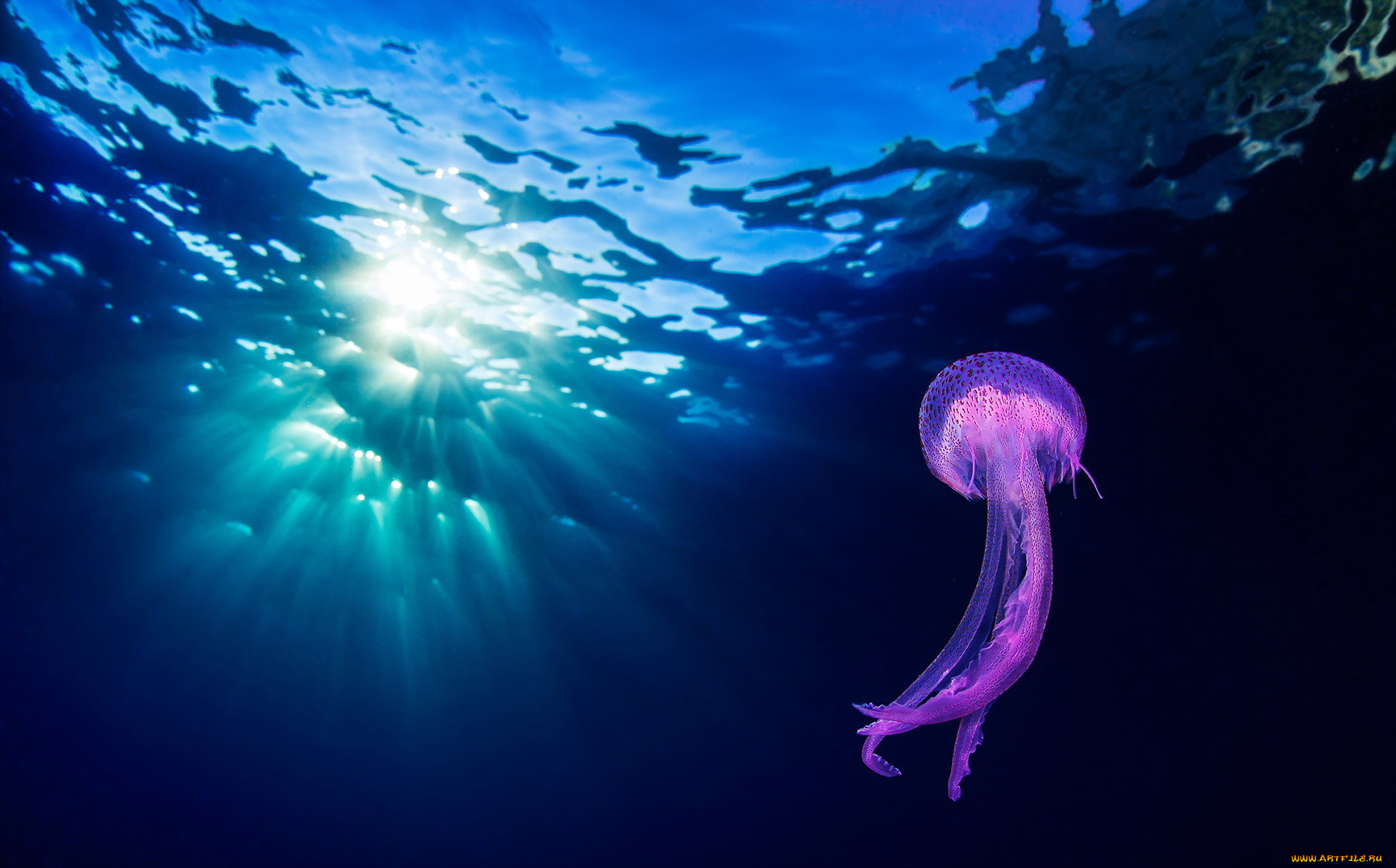 животные, медузы, природа, подводный, мир, океан, море
