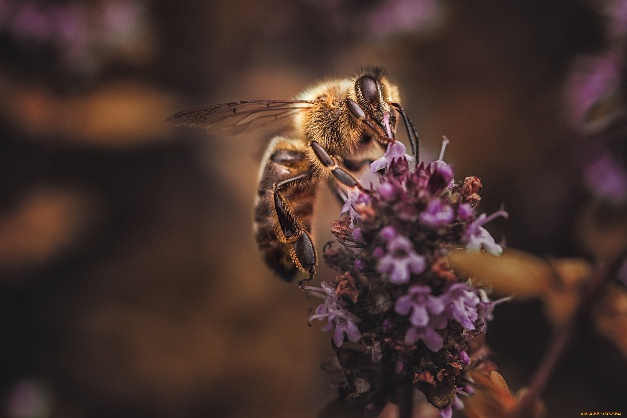 пчела макро без смс