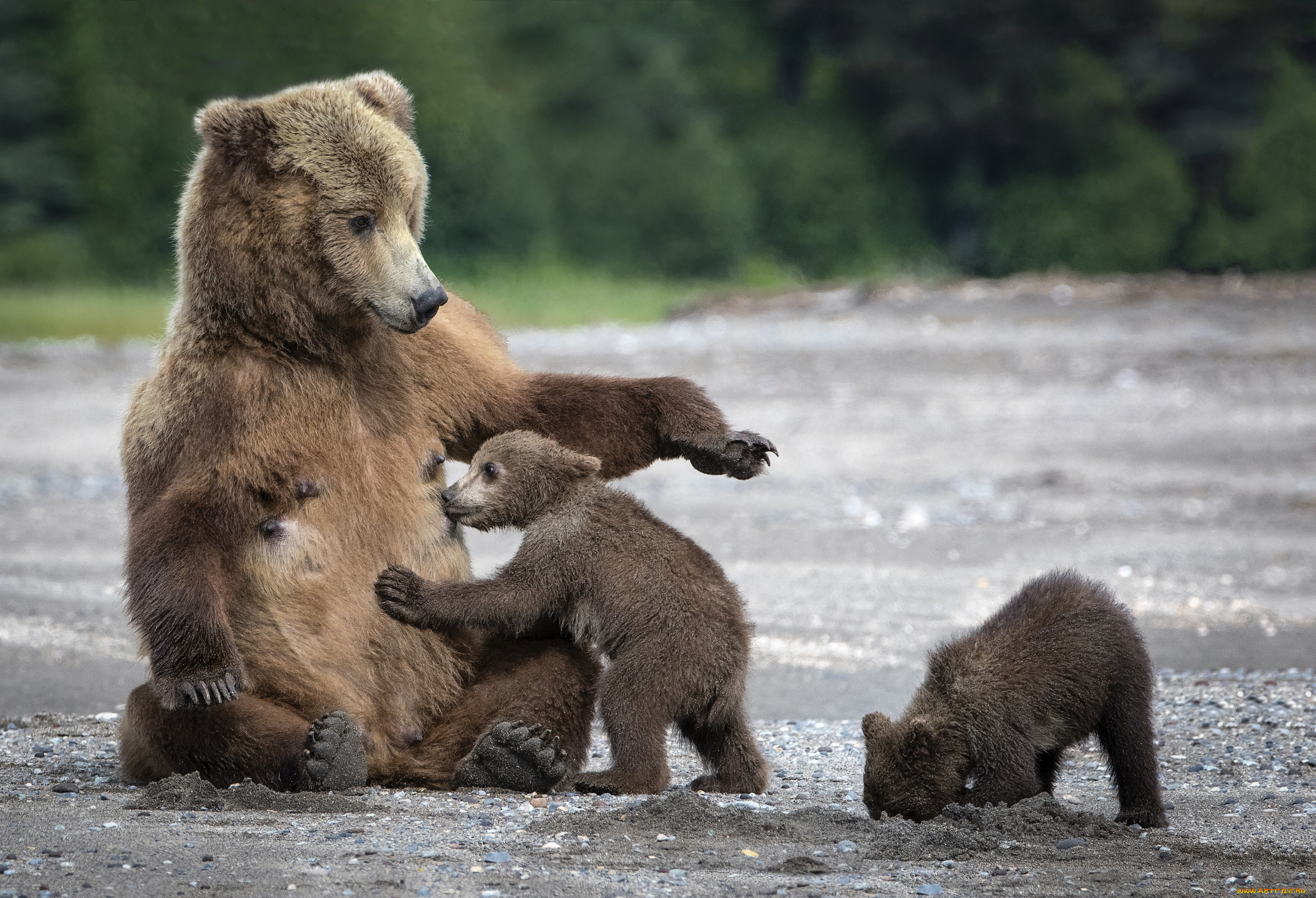 животные, медведи, мишка, мама