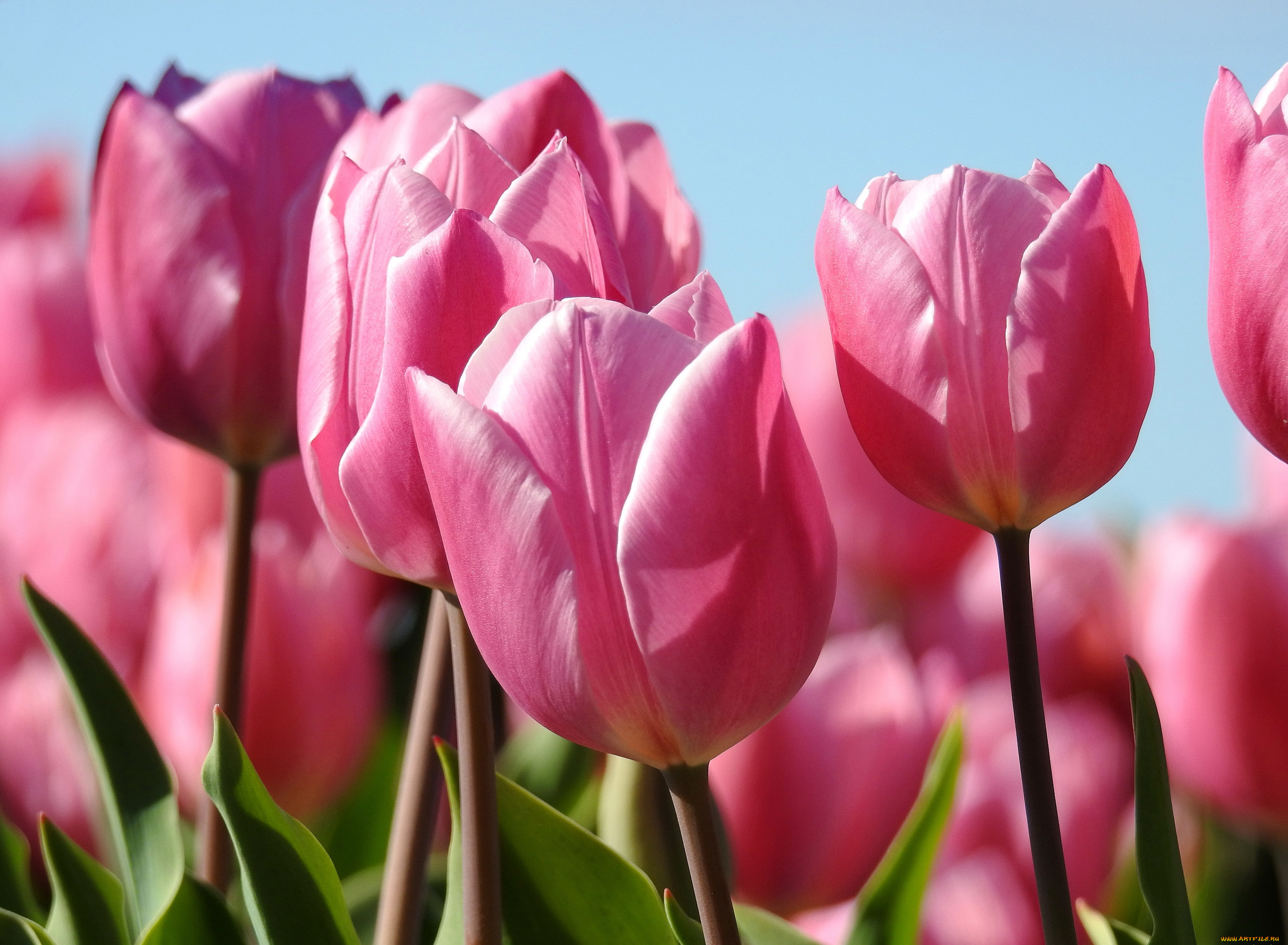 цветы, тюльпаны, розовый, макро, бутоны, весна