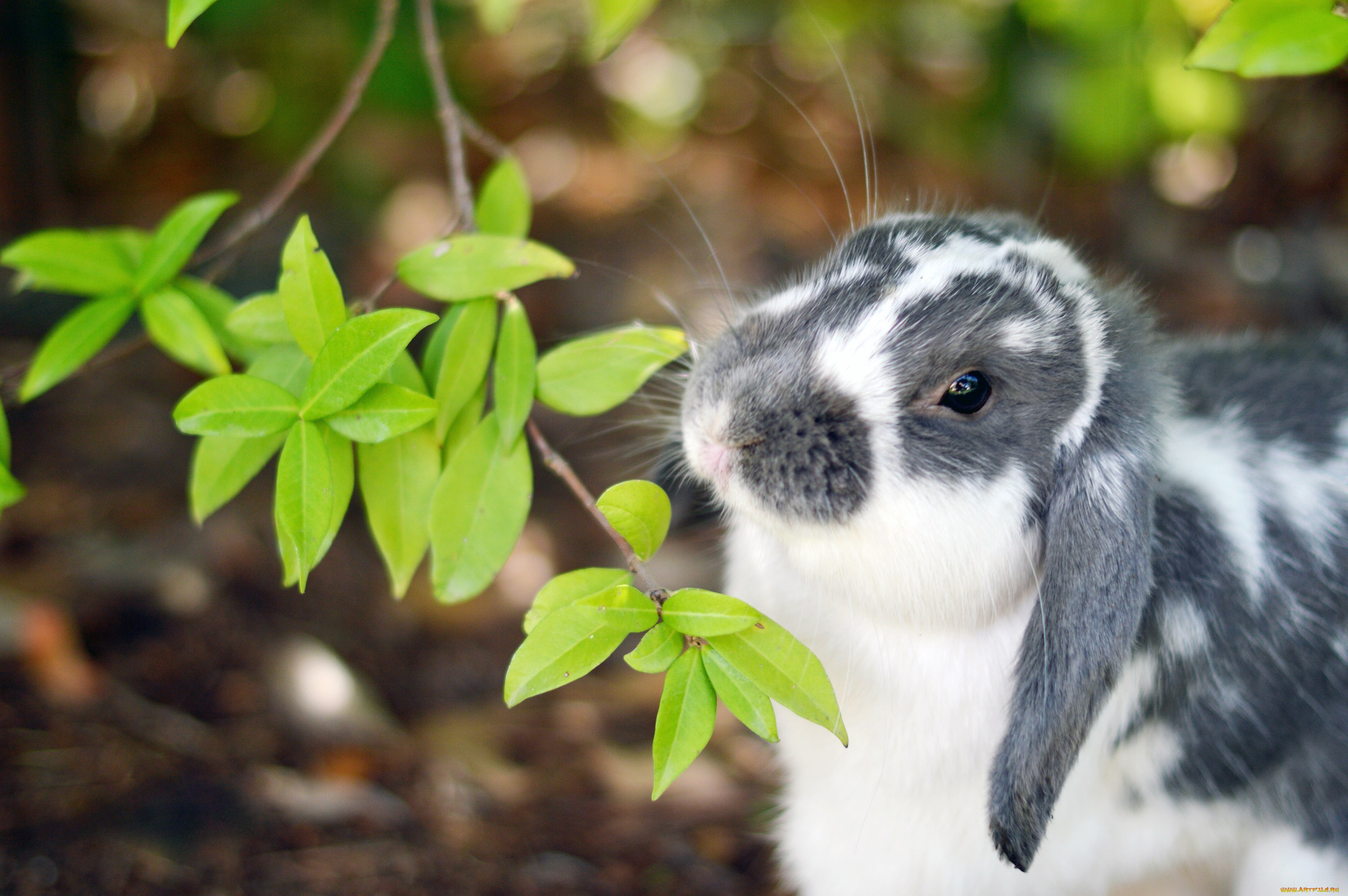 животные, кролики, , зайцы, листья, кролик, уши, нос, ветка