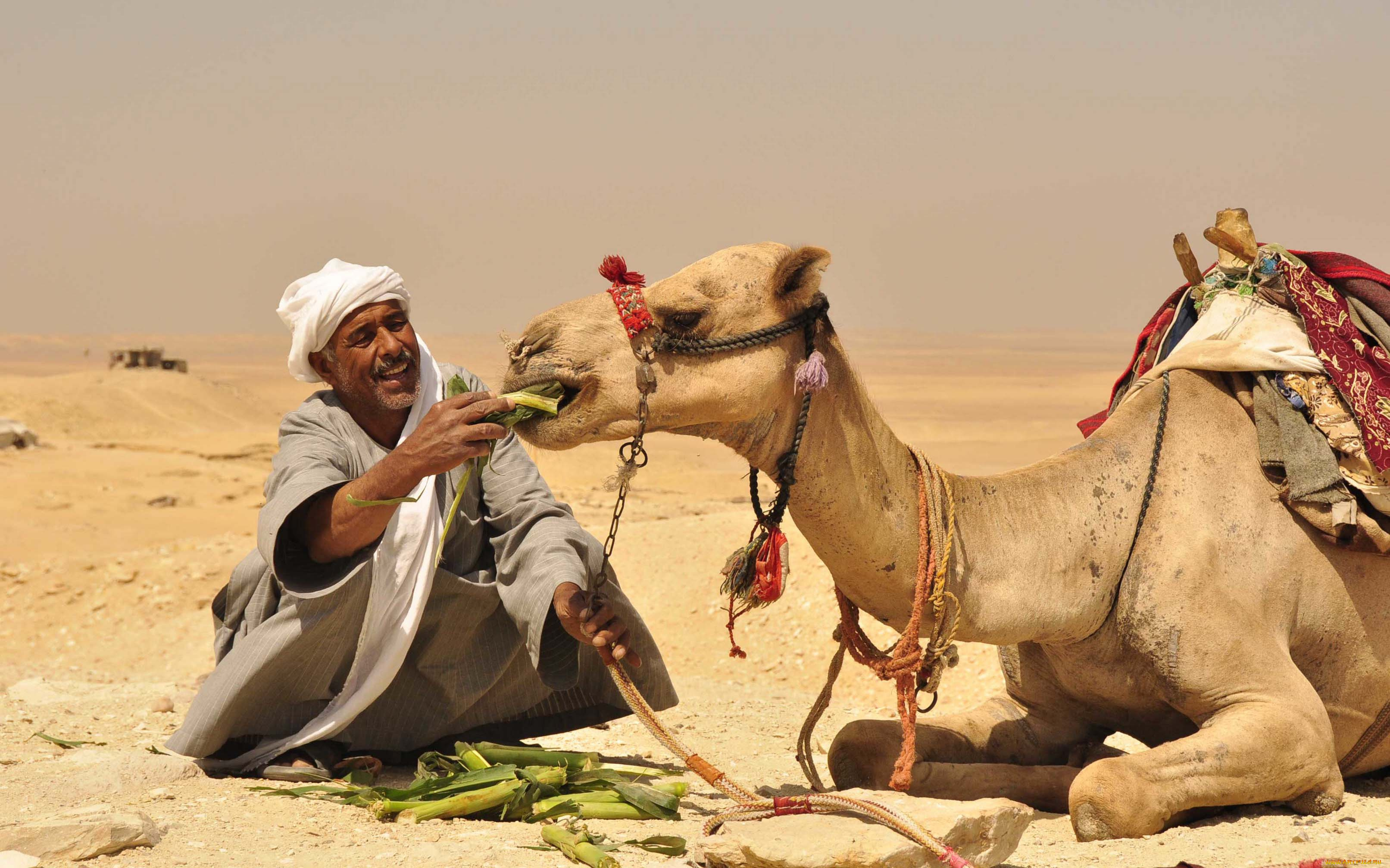животные, верблюды, верблюд, еда, бедуин, пустыня