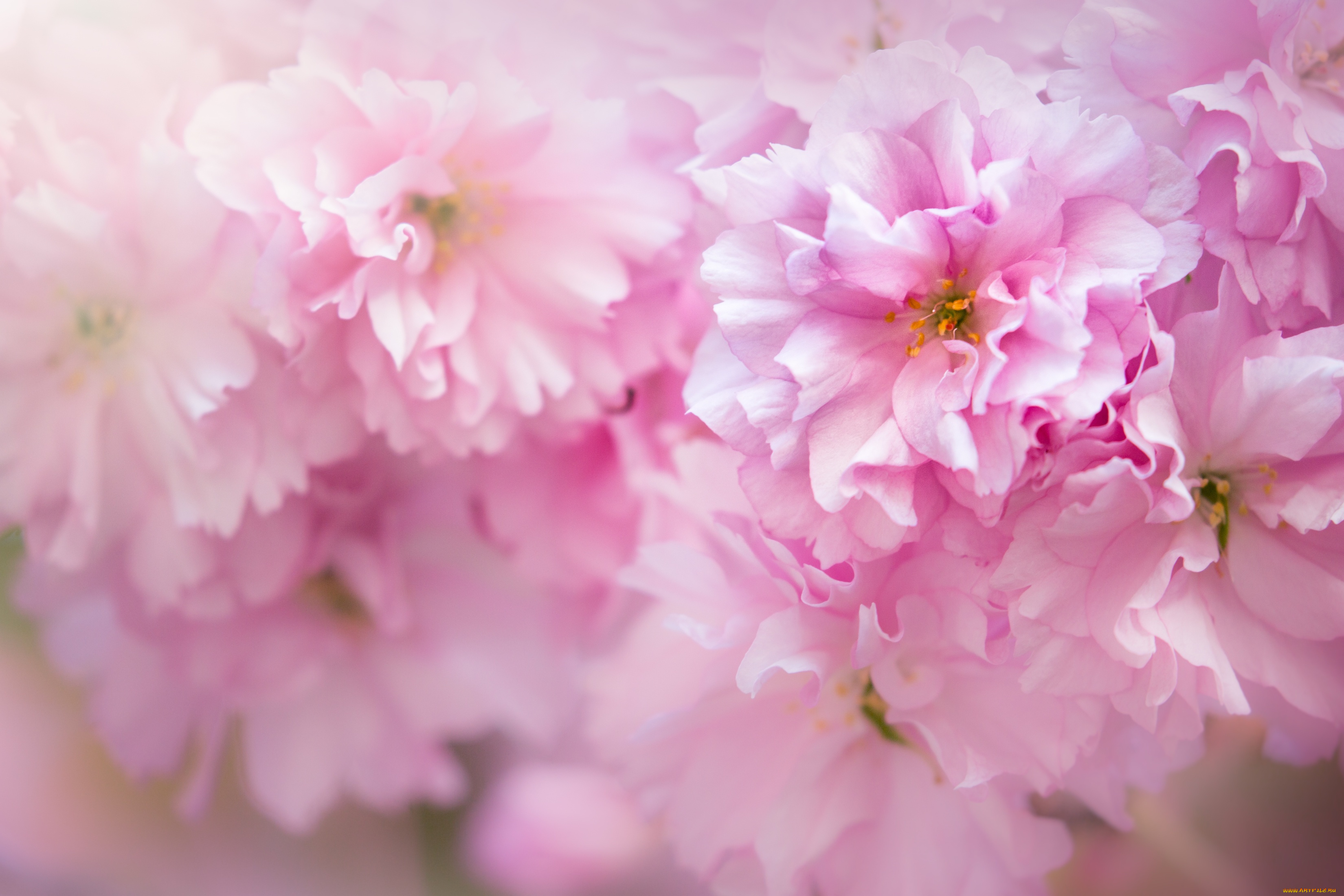 цветы, сакура, , вишня, розовый, макро, весна, цветение