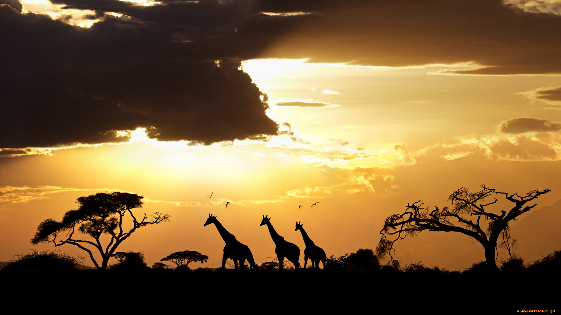 животные, жирафы, деревья, саванна, силуэты, закат