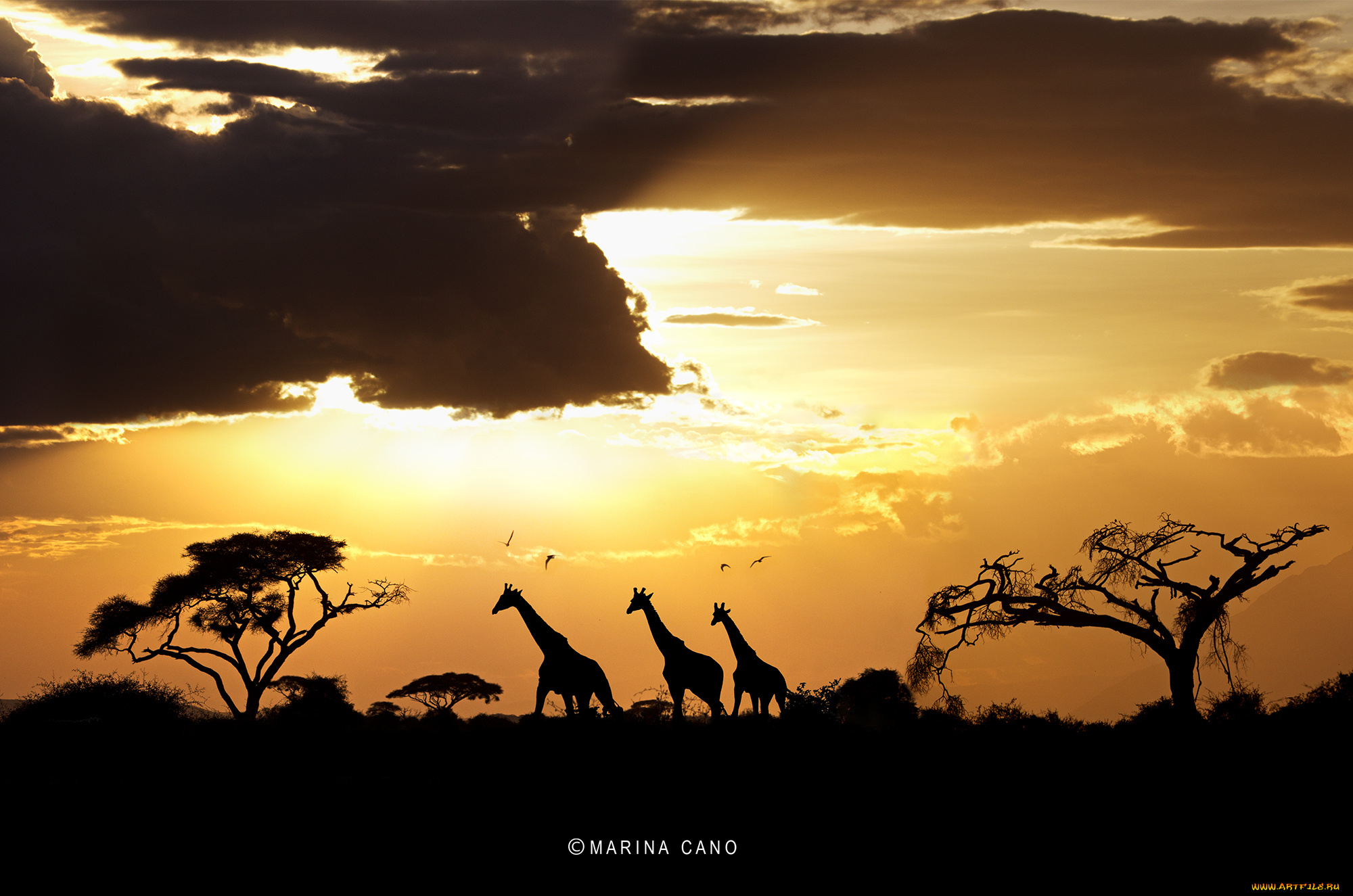 животные, жирафы, деревья, саванна, силуэты, закат