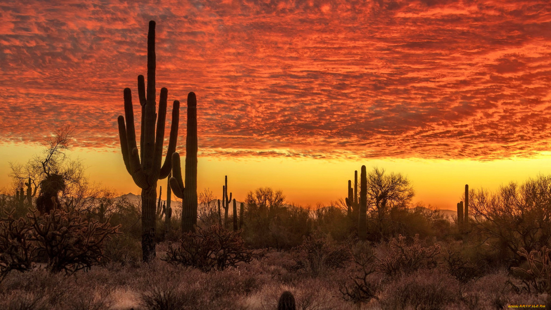 desert, sunset, природа, восходы, закаты, desert, sunset