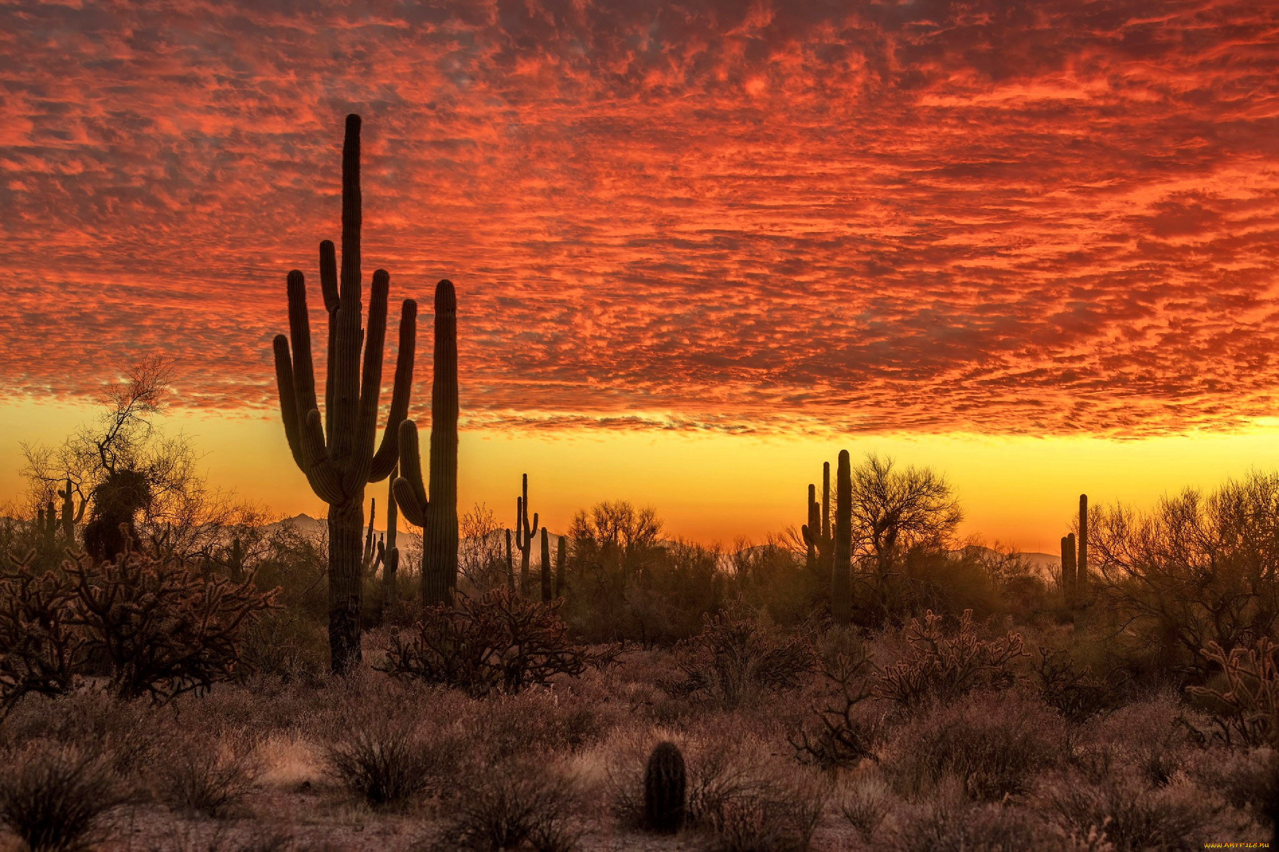 desert, sunset, природа, восходы, закаты, desert, sunset