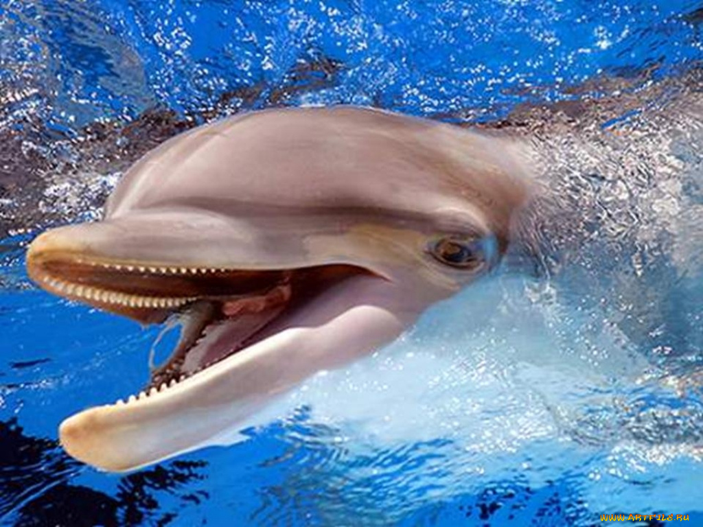 животные, дельфины