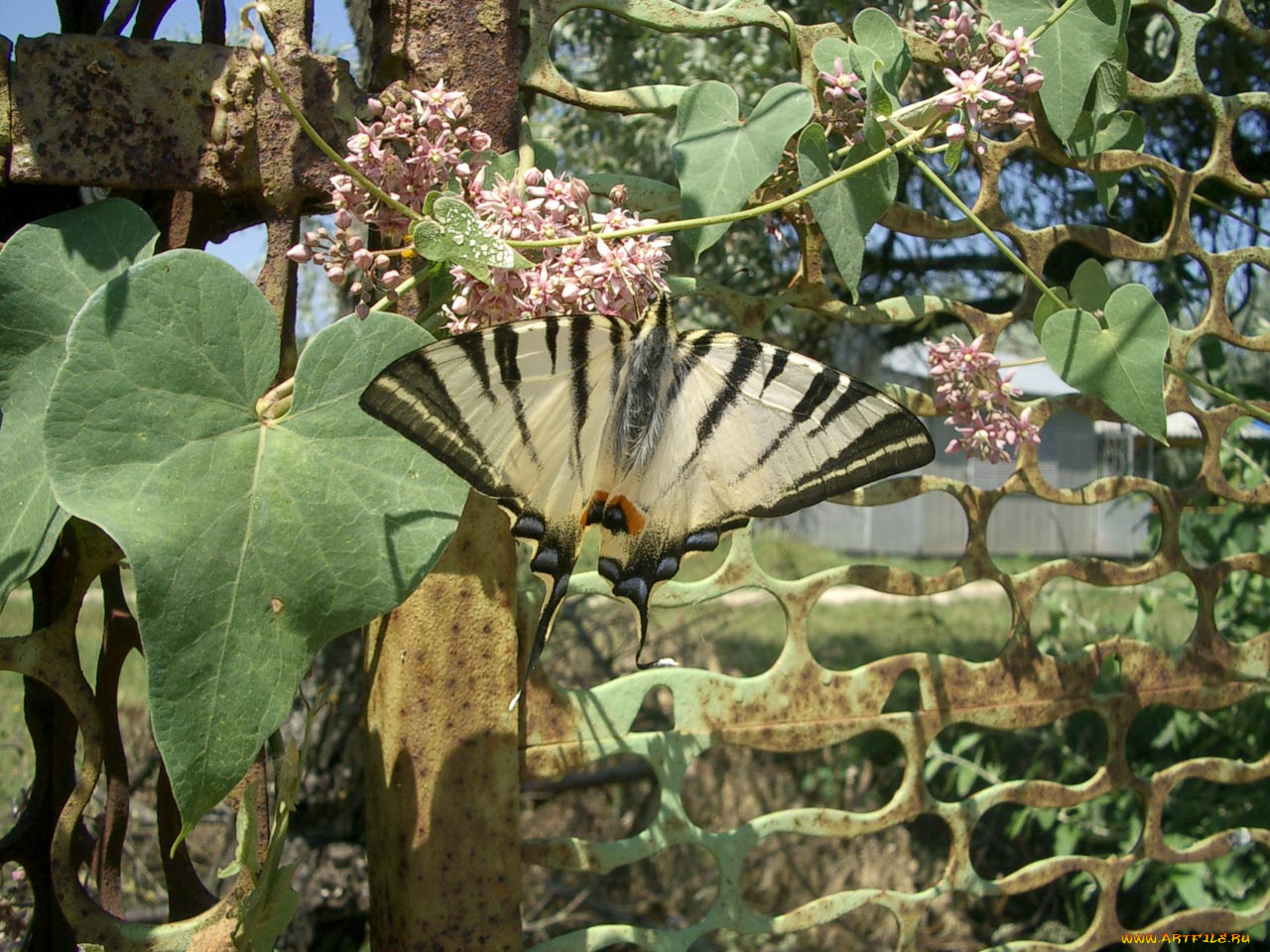 падалирий, jphiclides, padalirius, papilio, животные, бабочки