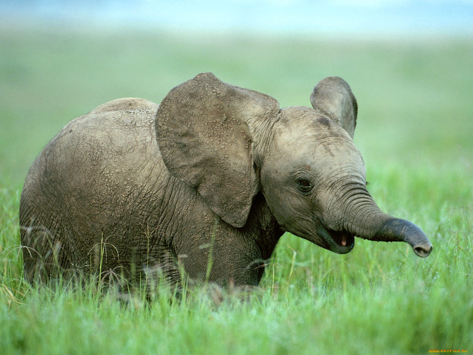 baby, african, elephant, животные, слоны