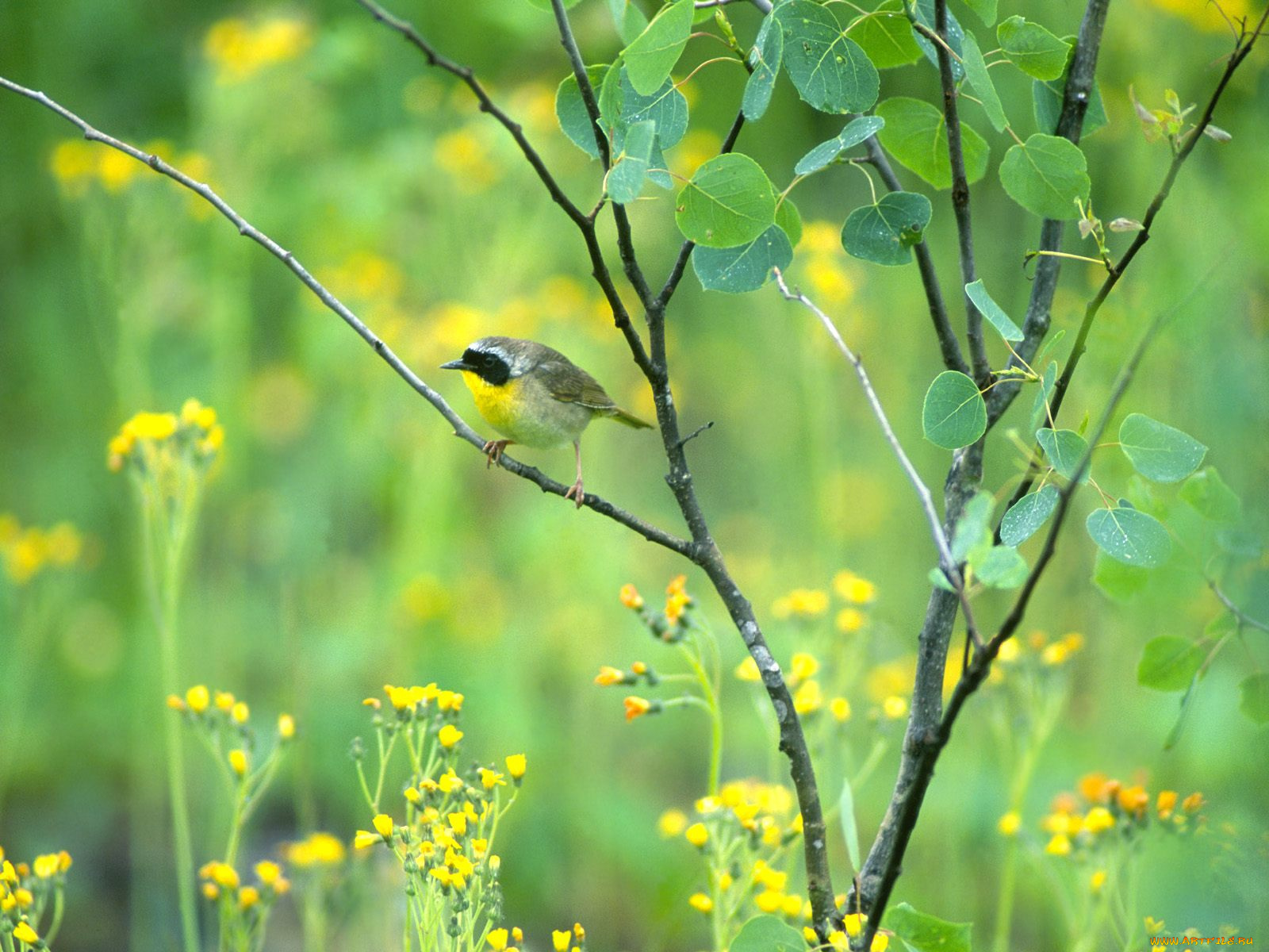 common, yellowthroat, sauvie, island, животные, птицы