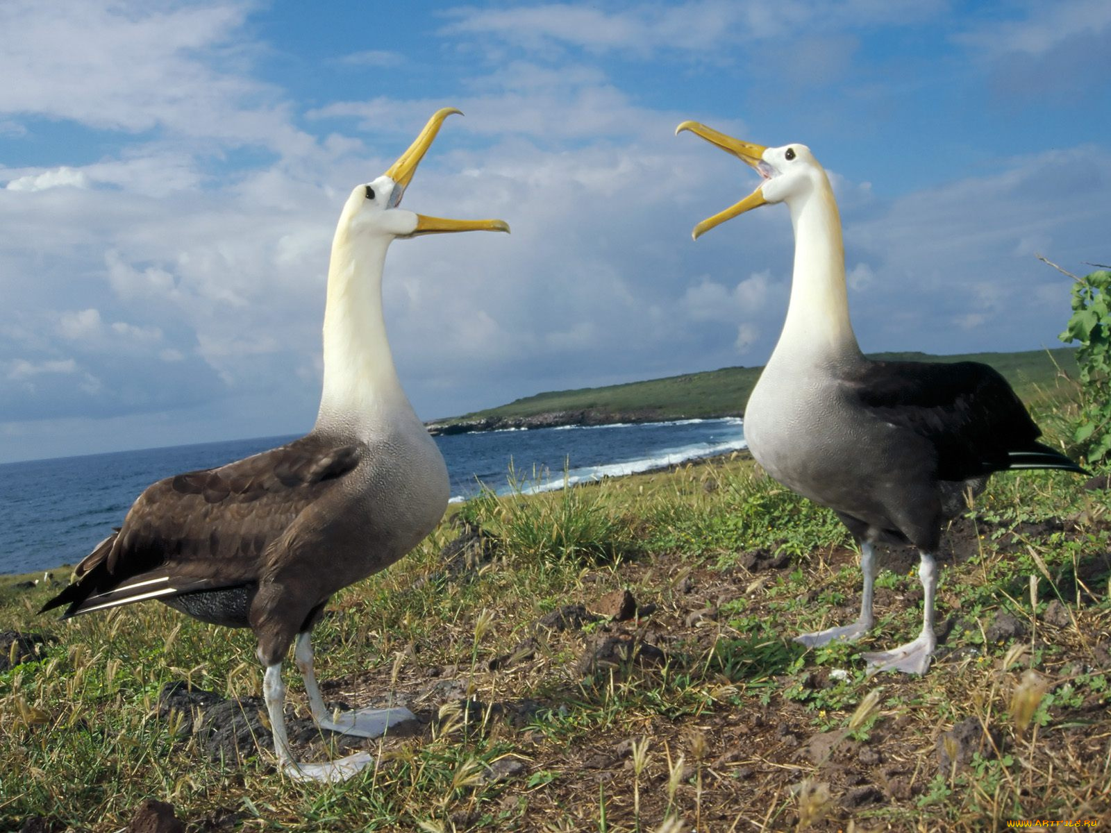 courtship, display, waved, albatross, galapagos, животные, альбатросы