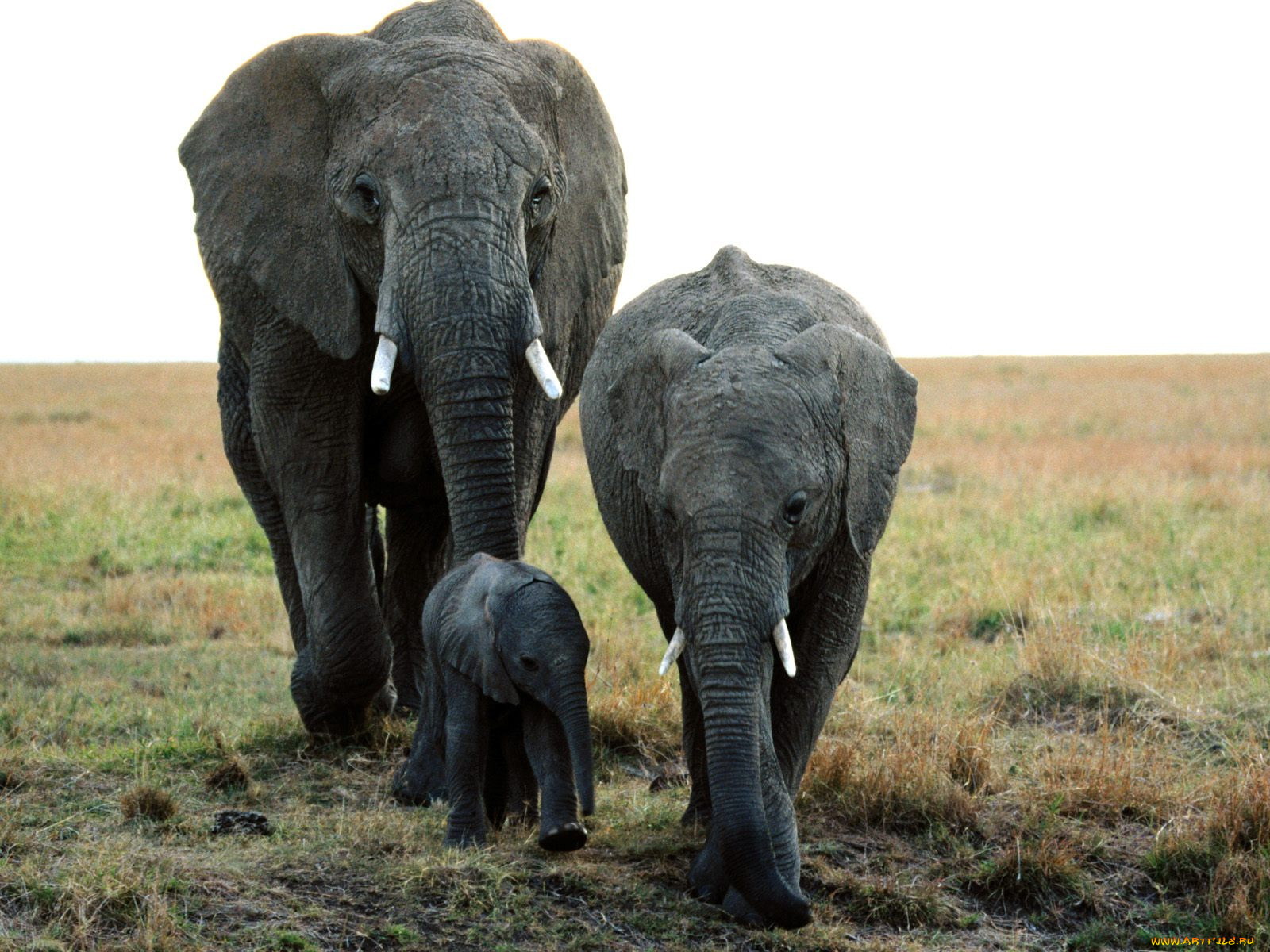 family, ties, african, elephants, животные, слоны