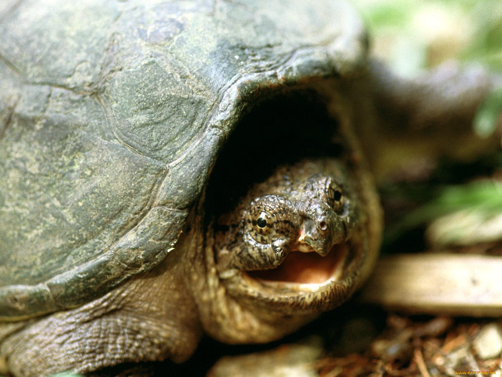 snapping, turtle, franklin, tennessee, животные, Черепахи