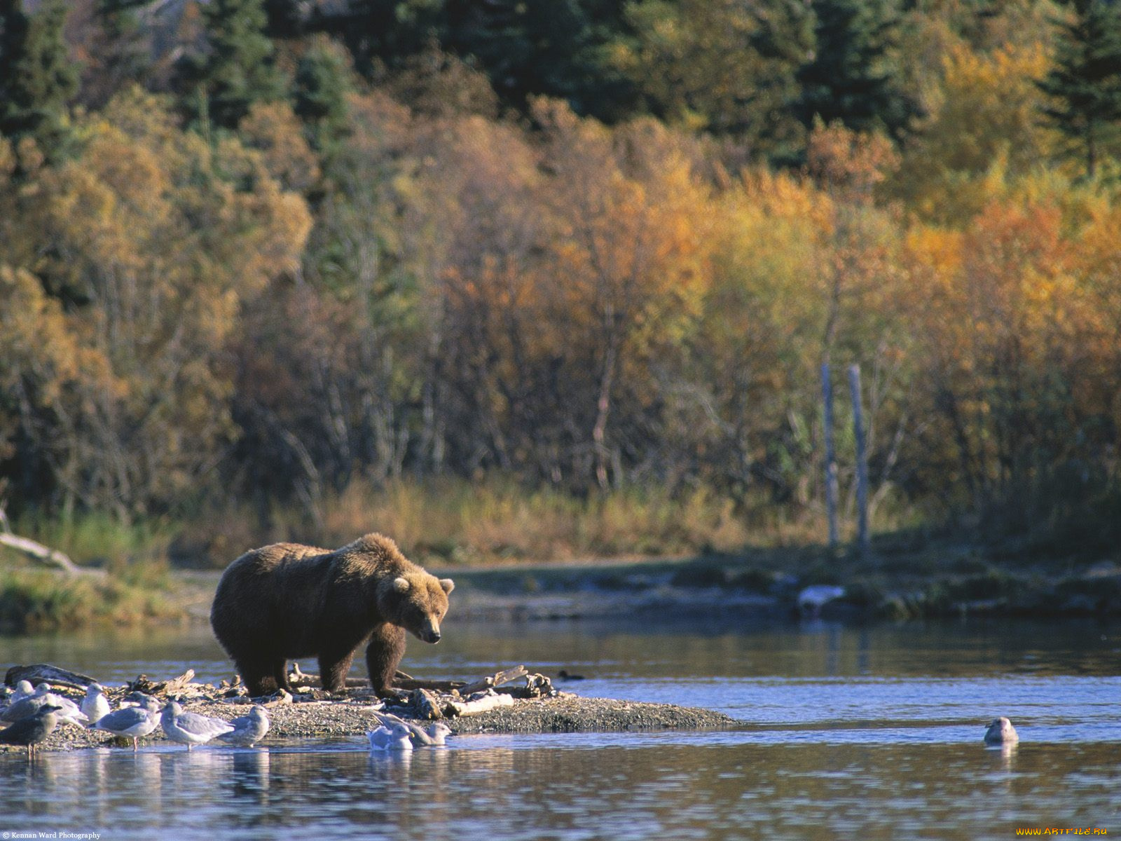 staking, his, claim, brown, bear, alaska, животные, медведи