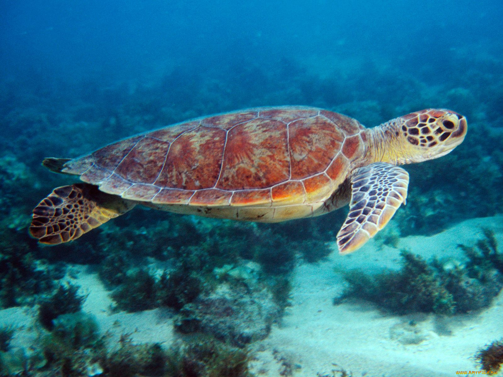 swimming, sea, turtle, животные, Черепахи