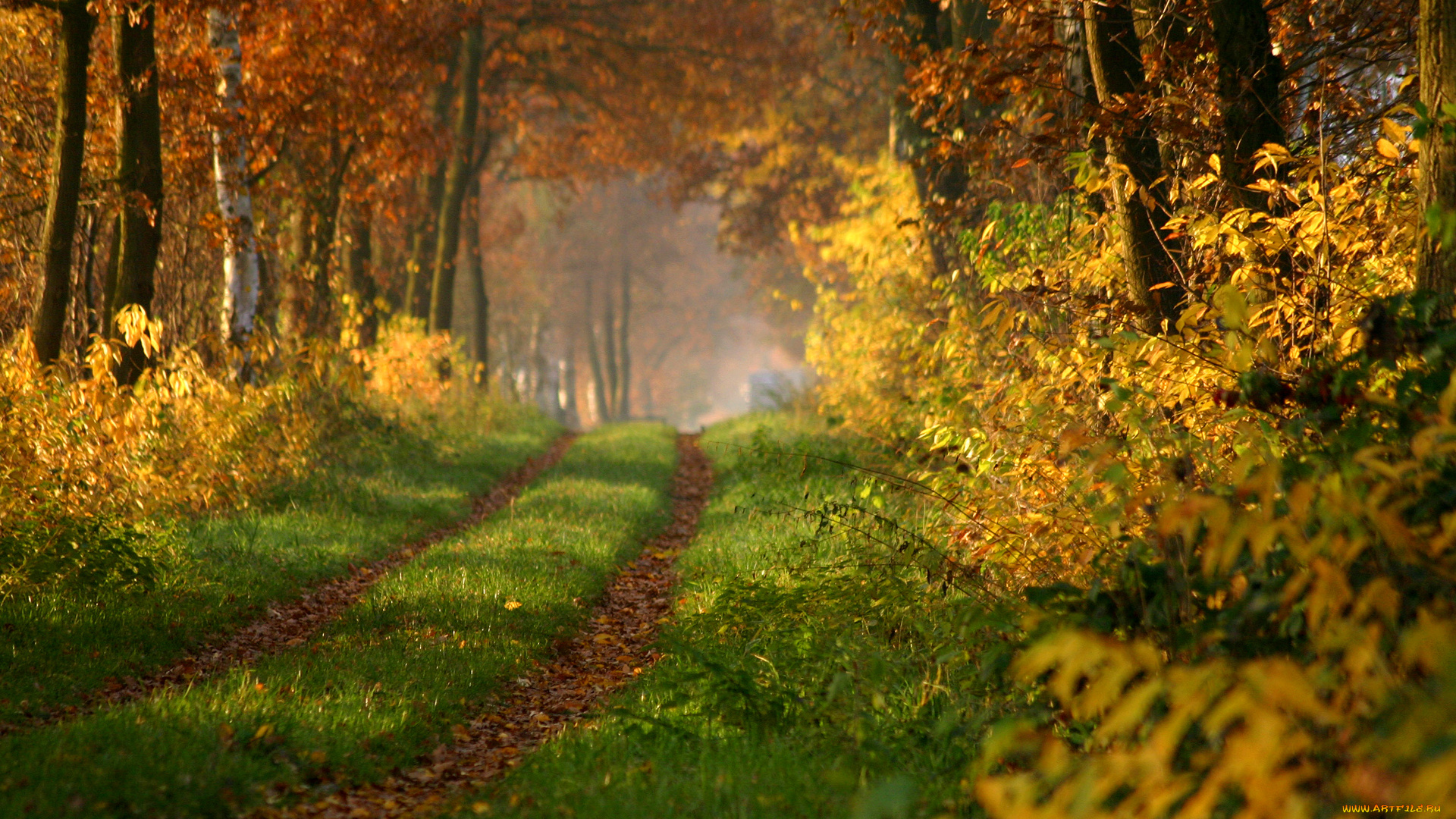 природа, дороги, осень, лес