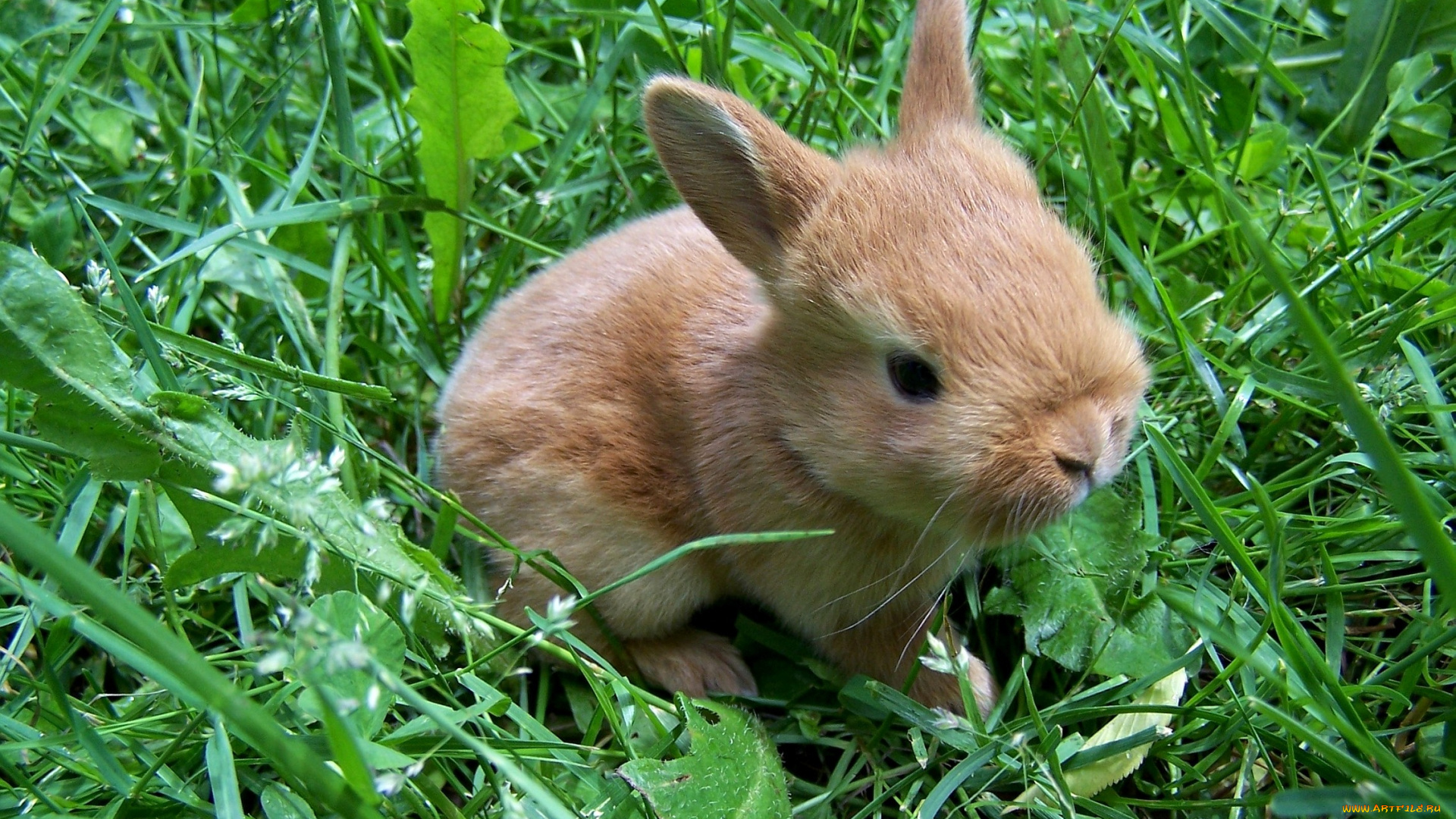 животные, кролики, зайцы, малыш, трава, уши