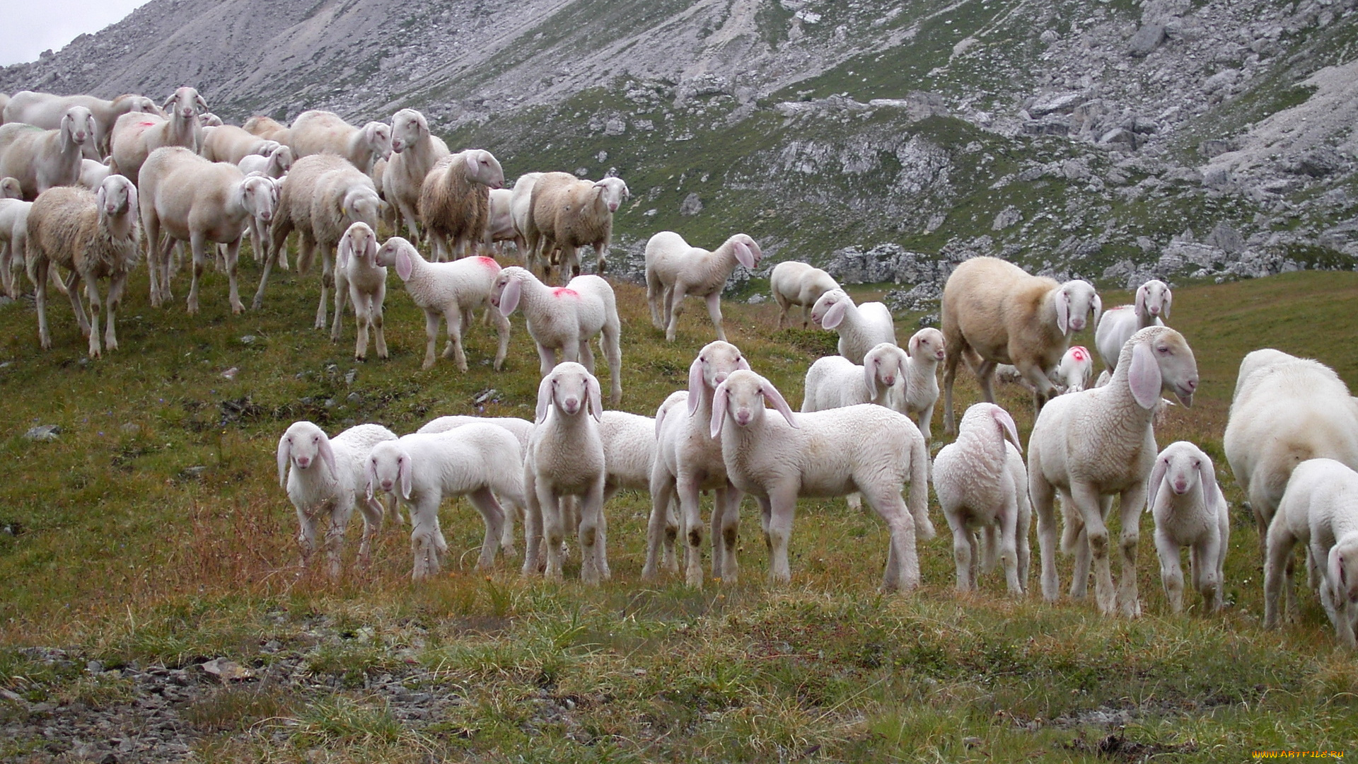 животные, овцы, бараны, стадо